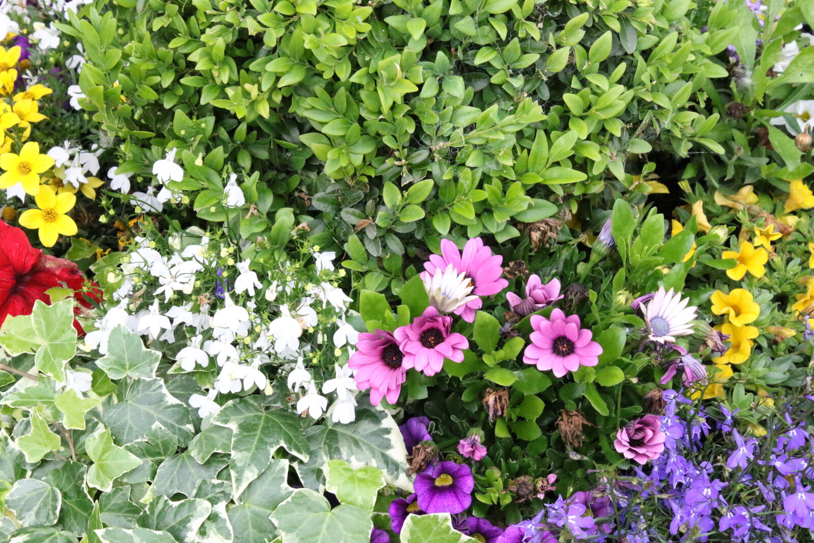 Canon EOS 7D Mark II sample photo. Colorful, flower, garden, flowers photography