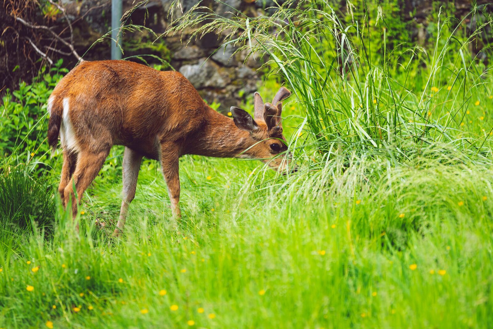 Nikon D750 sample photo. Deer, male, young photography