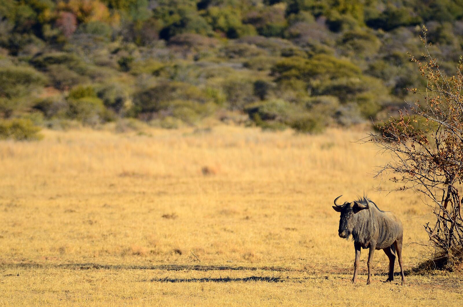 Nikon D7000 sample photo. South africa, pilanesberg, africa photography