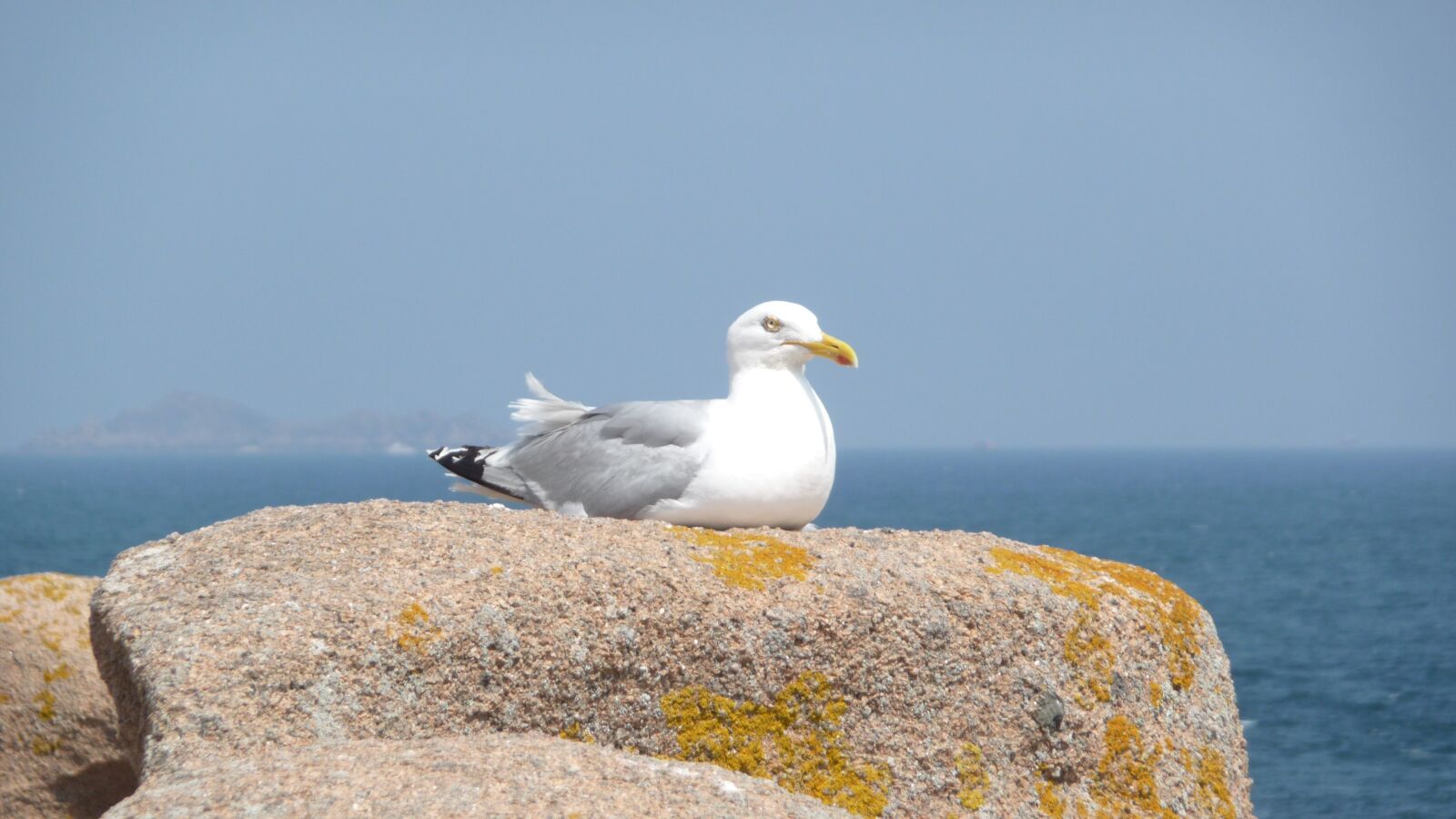 Panasonic Lumix DMC-TZ5 sample photo. Seagull, rock, seaside photography