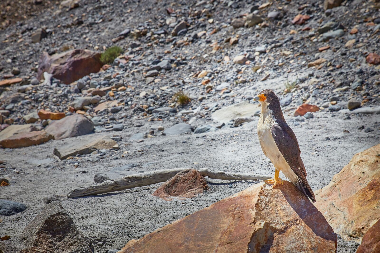 Sigma 24-70mm F2.8 EX DG HSM sample photo. Bird, birds of prey photography