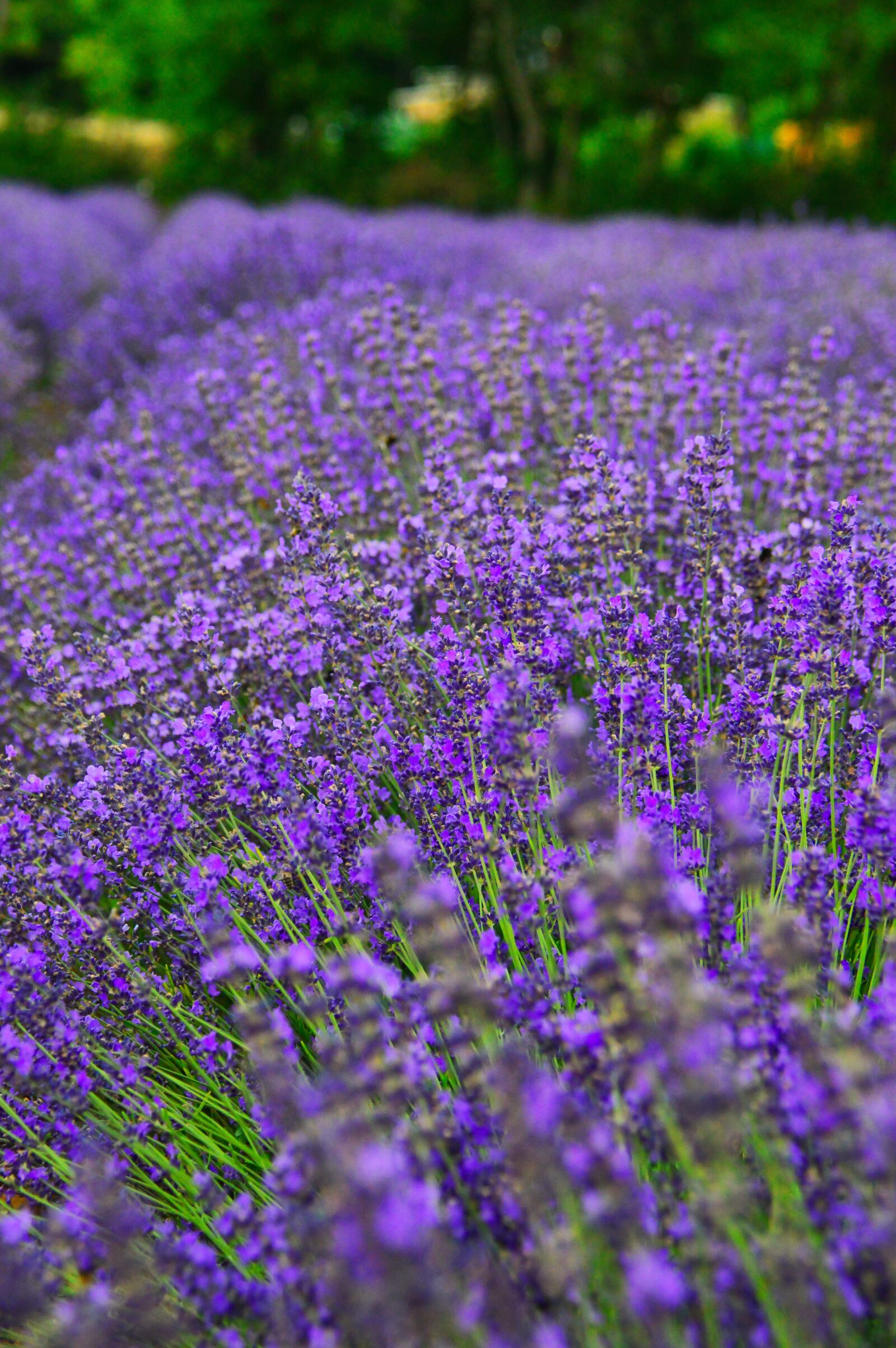 Nikon D3200 sample photo. Lavender, lavender field, purple photography
