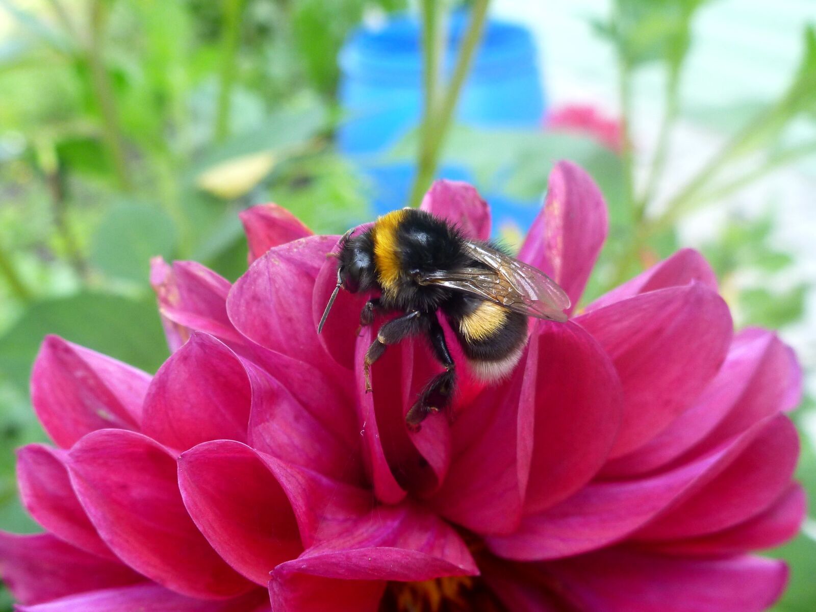 Panasonic DMC-FT4 sample photo. Bee, flower, insect photography