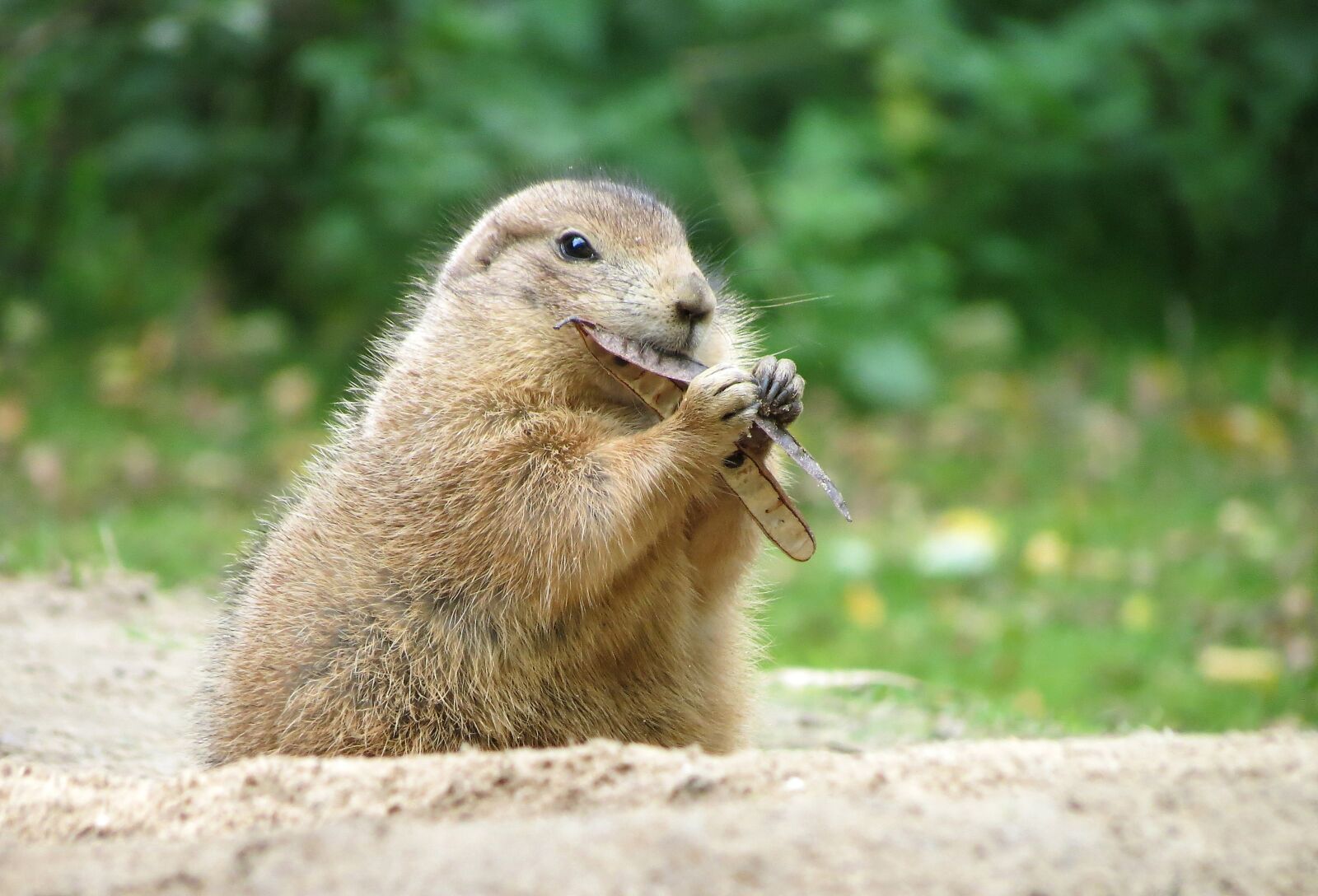 Canon PowerShot SX40 HS sample photo. Prairie dog, wildlife park photography
