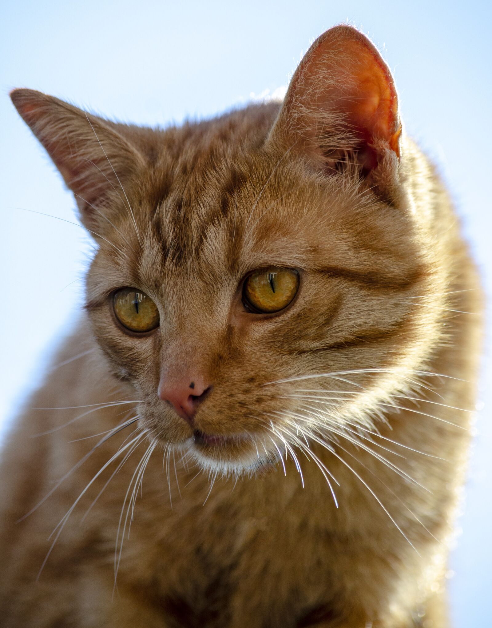 Nikon D7000 sample photo. Cat, animal eyes, predator photography