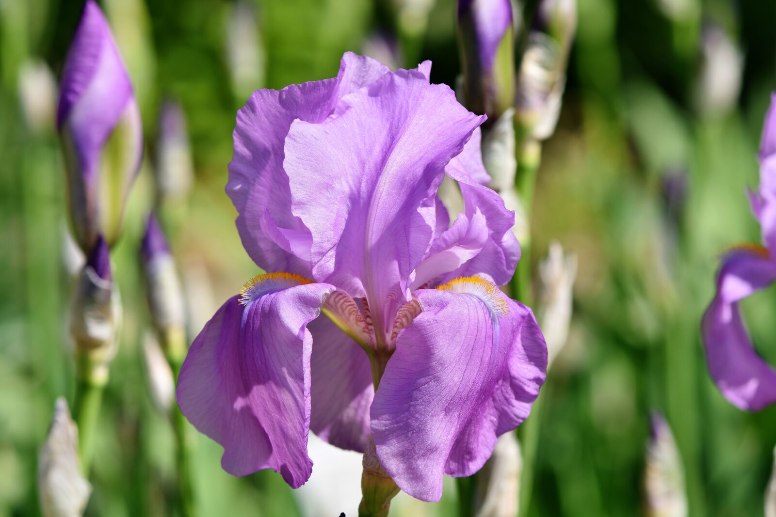 Nikon D7200 sample photo. Iris, iris flower, schwertliliengewaechs photography