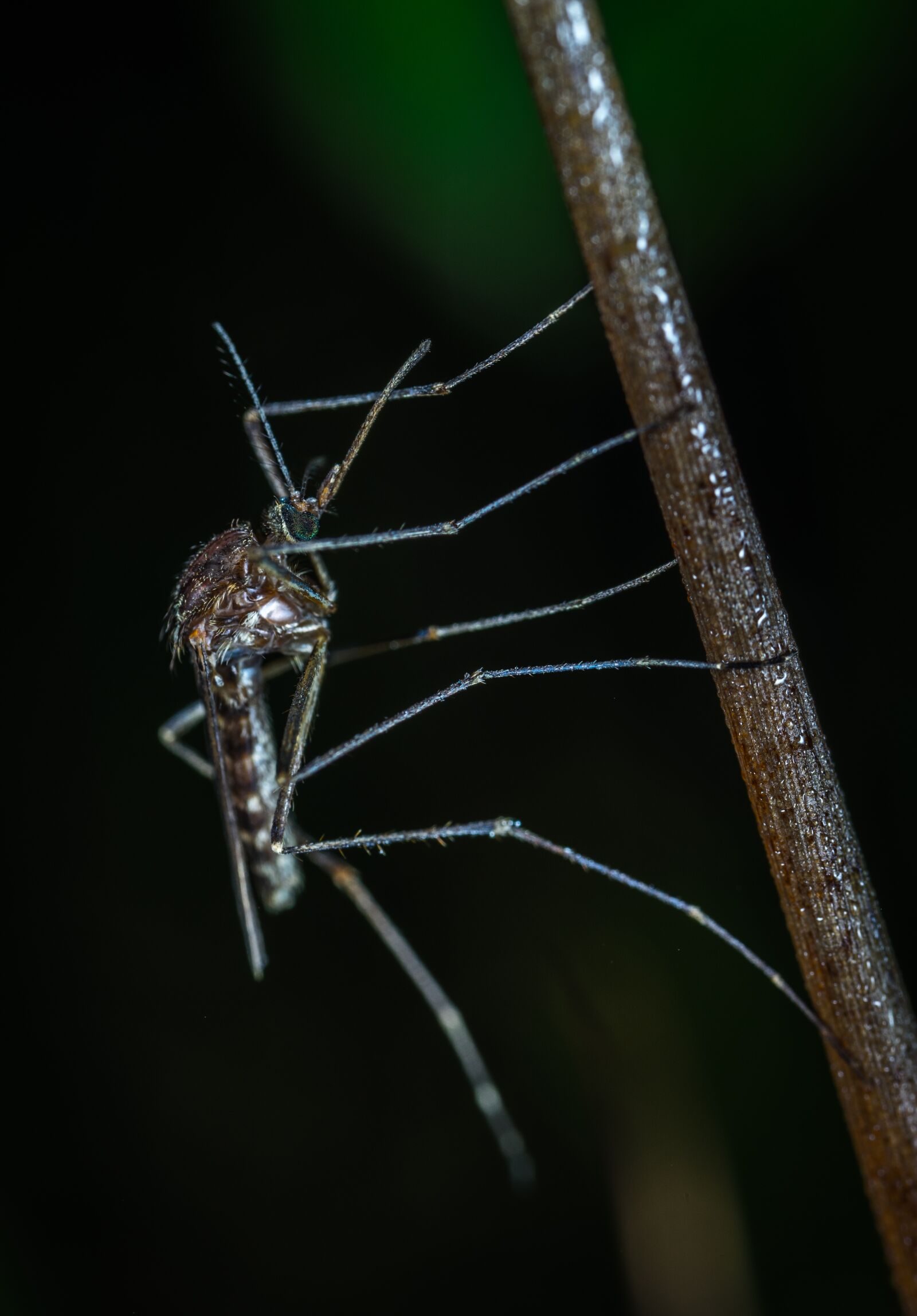 #124 65/2.8 sample photo. Insect, bespozvonochnoe, nature photography