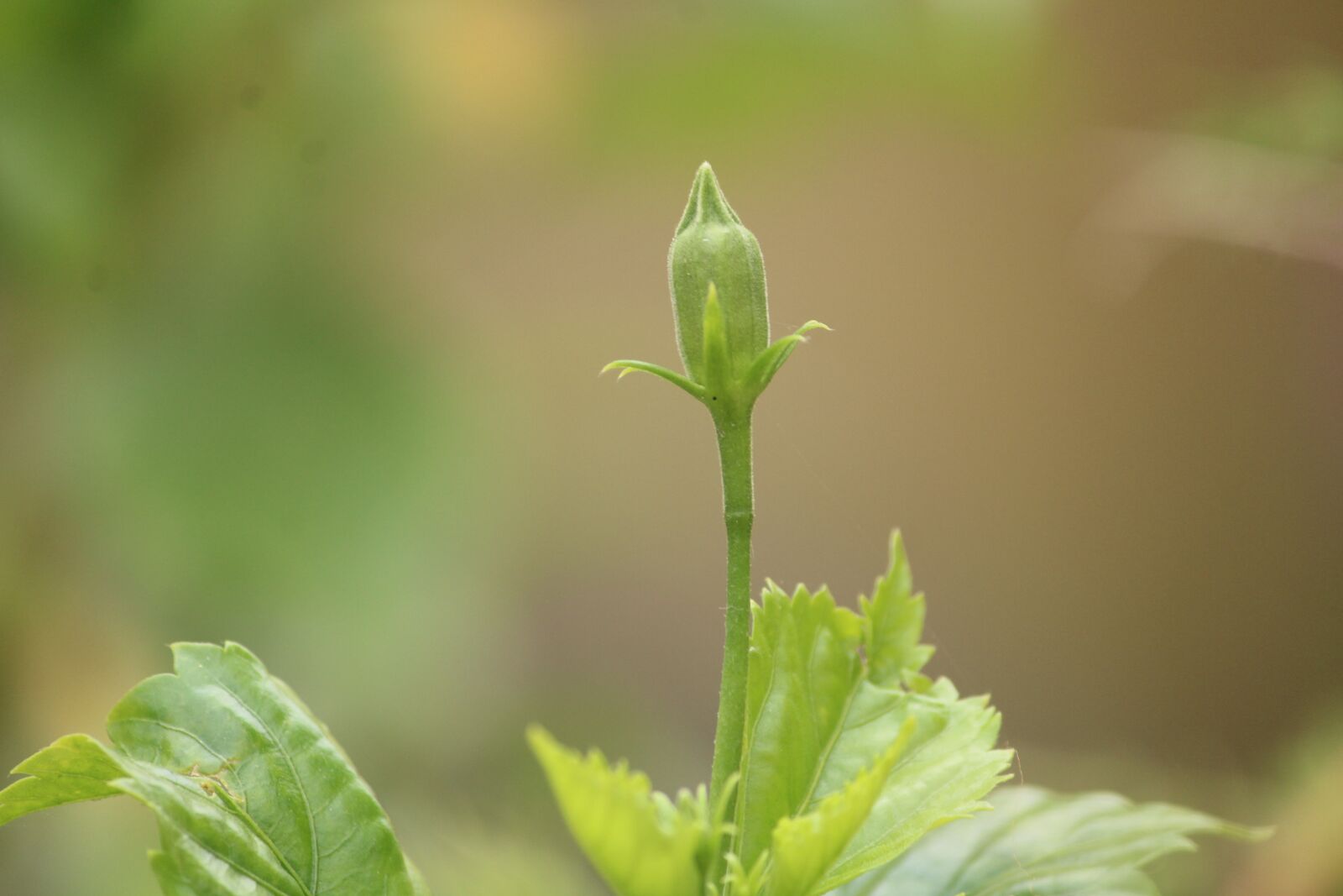Canon EOS 1200D (EOS Rebel T5 / EOS Kiss X70 / EOS Hi) sample photo. Bud, green, plant photography