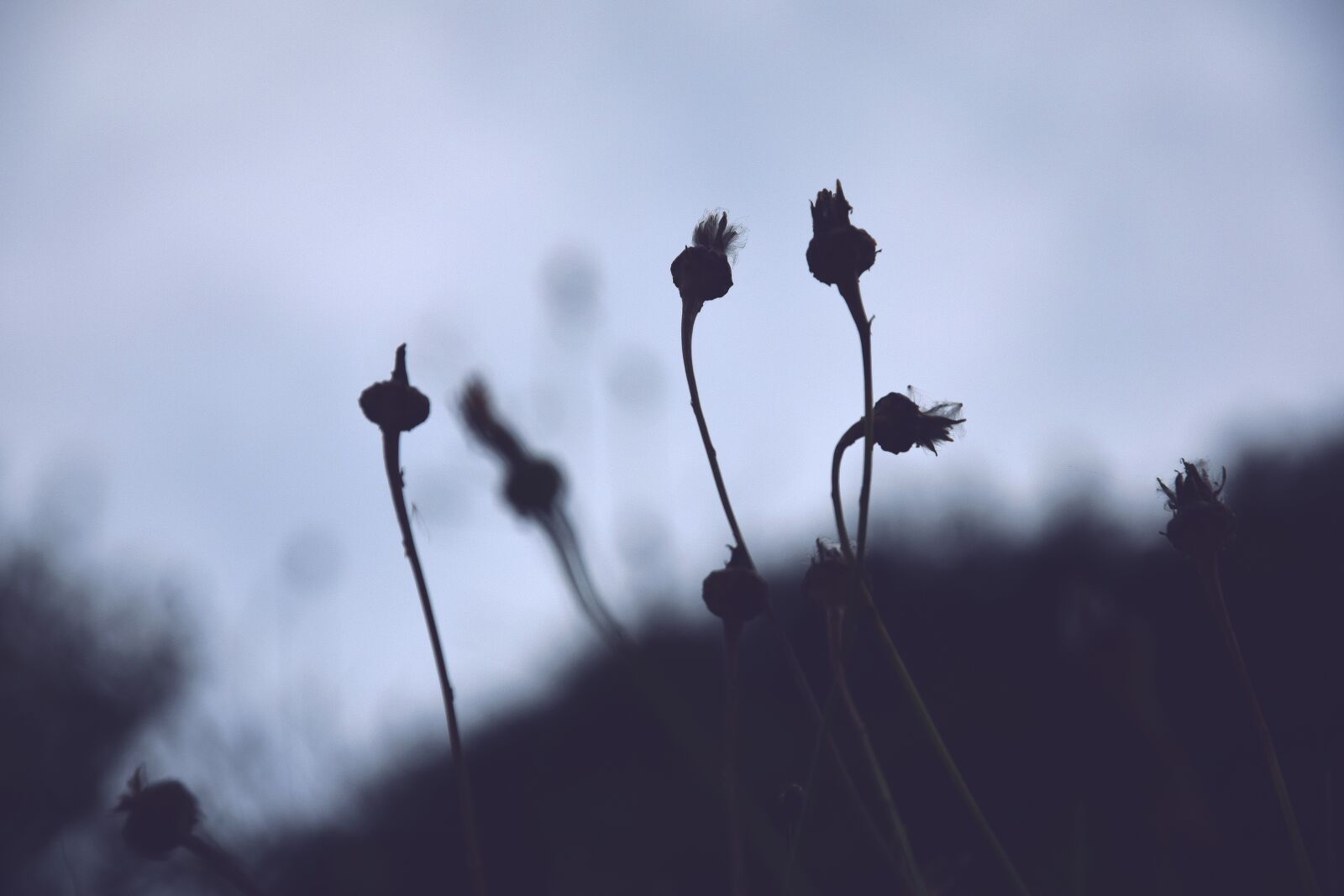 Nikon D3300 sample photo. Spring, flowers, dandelion photography