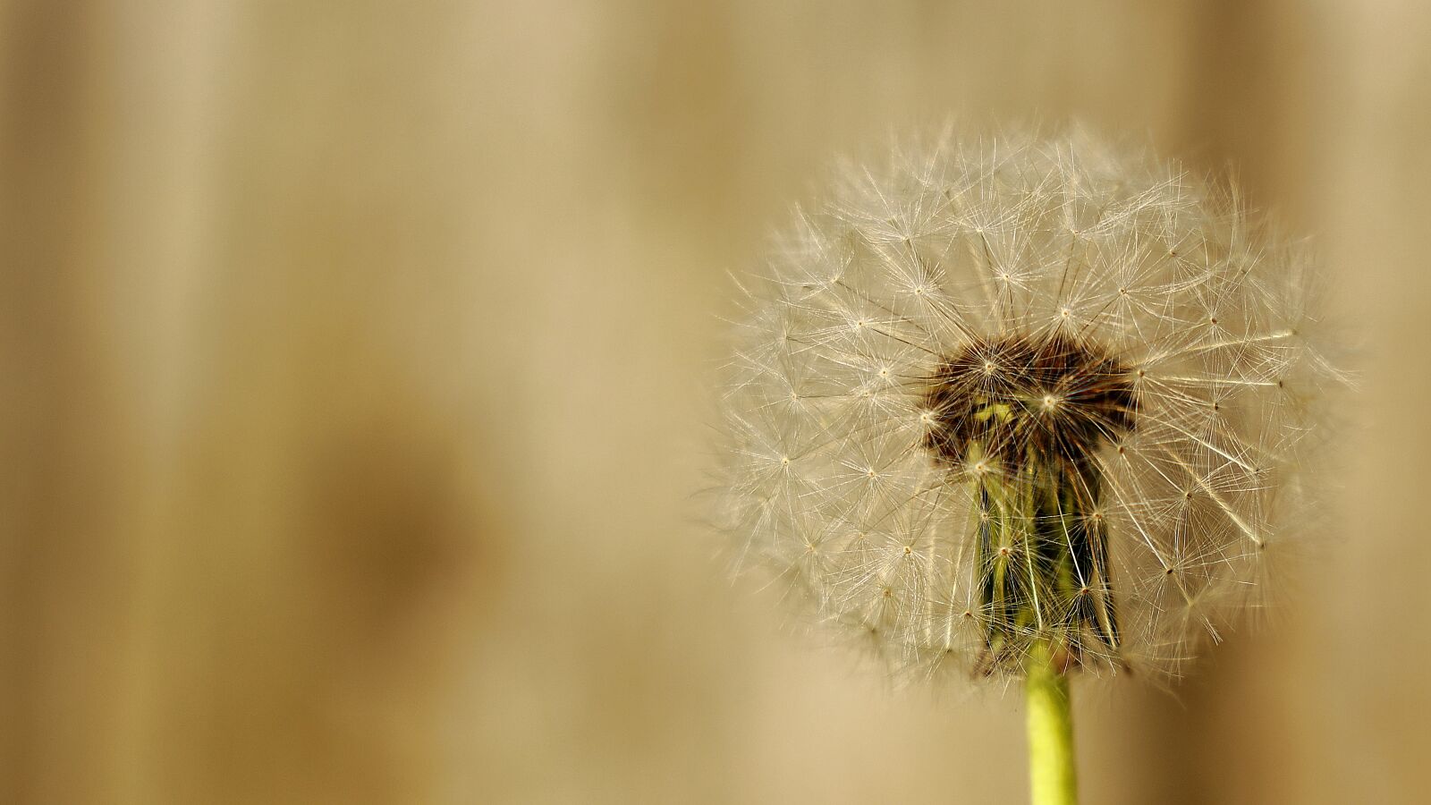 Canon RF 24-105mm F4L IS USM sample photo. Dandelion, seeds, close up photography