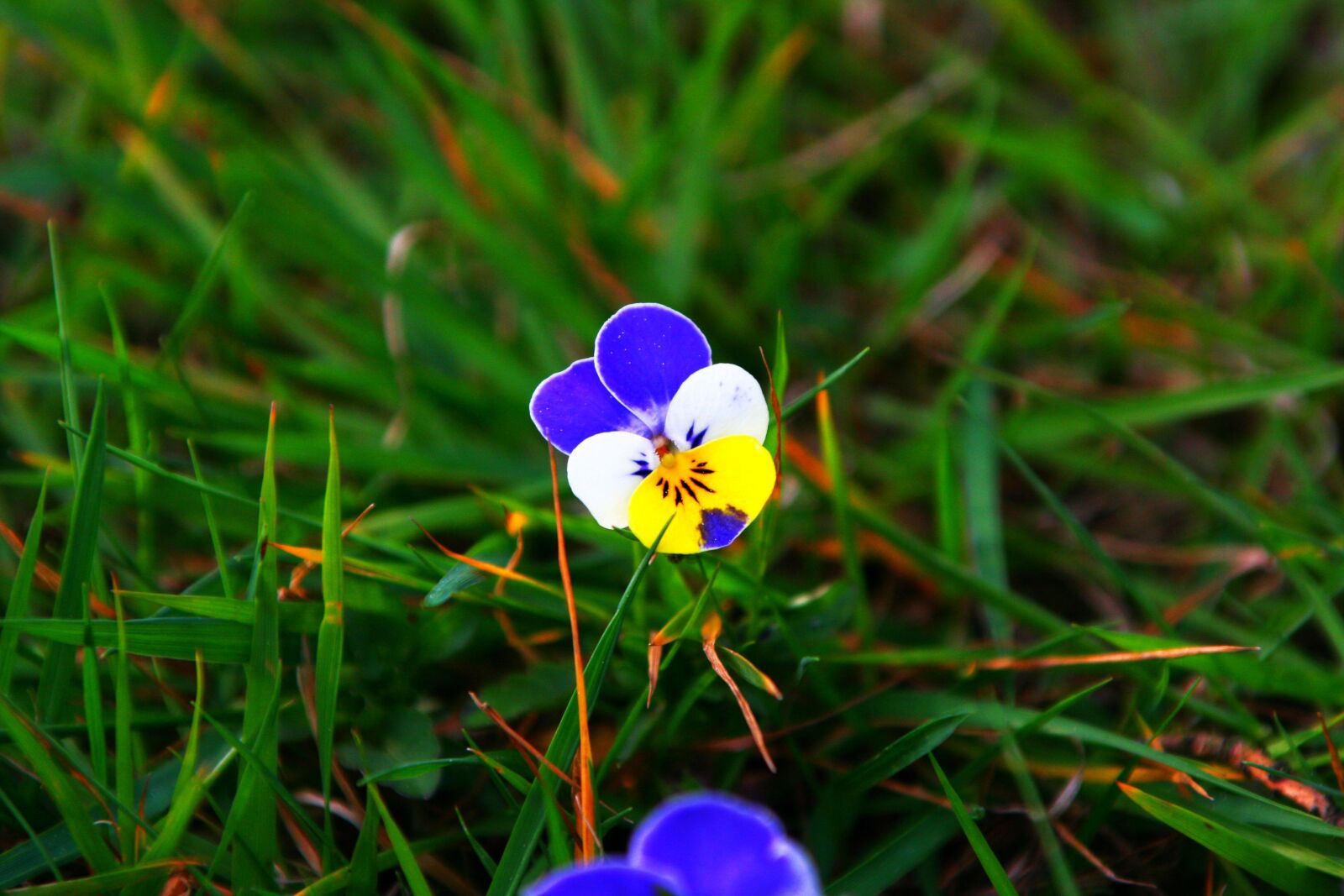 Canon EOS 400D (EOS Digital Rebel XTi / EOS Kiss Digital X) sample photo. Flower, close up, nature photography