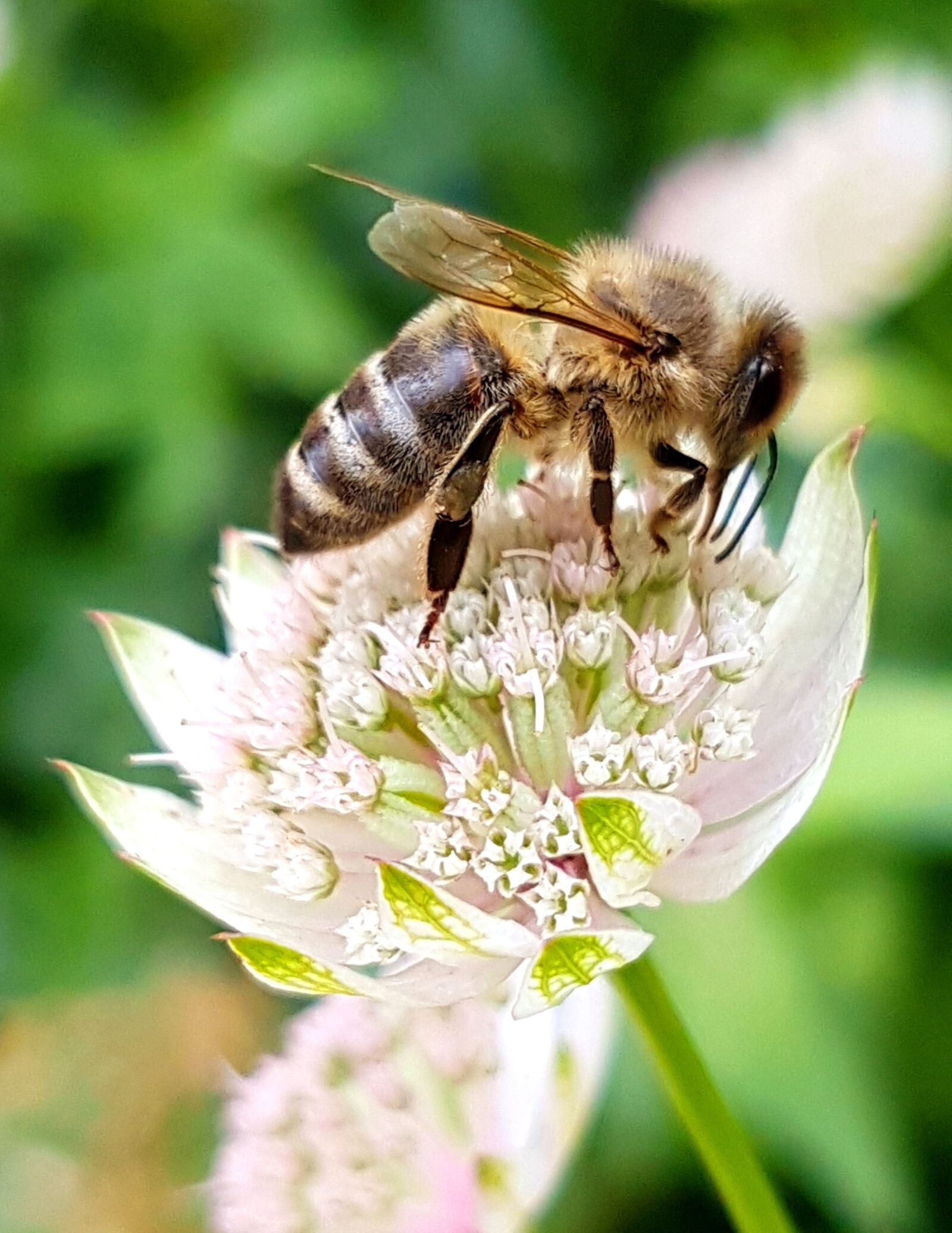 Samsung Galaxy S7 sample photo. Bee, insect, macro photography
