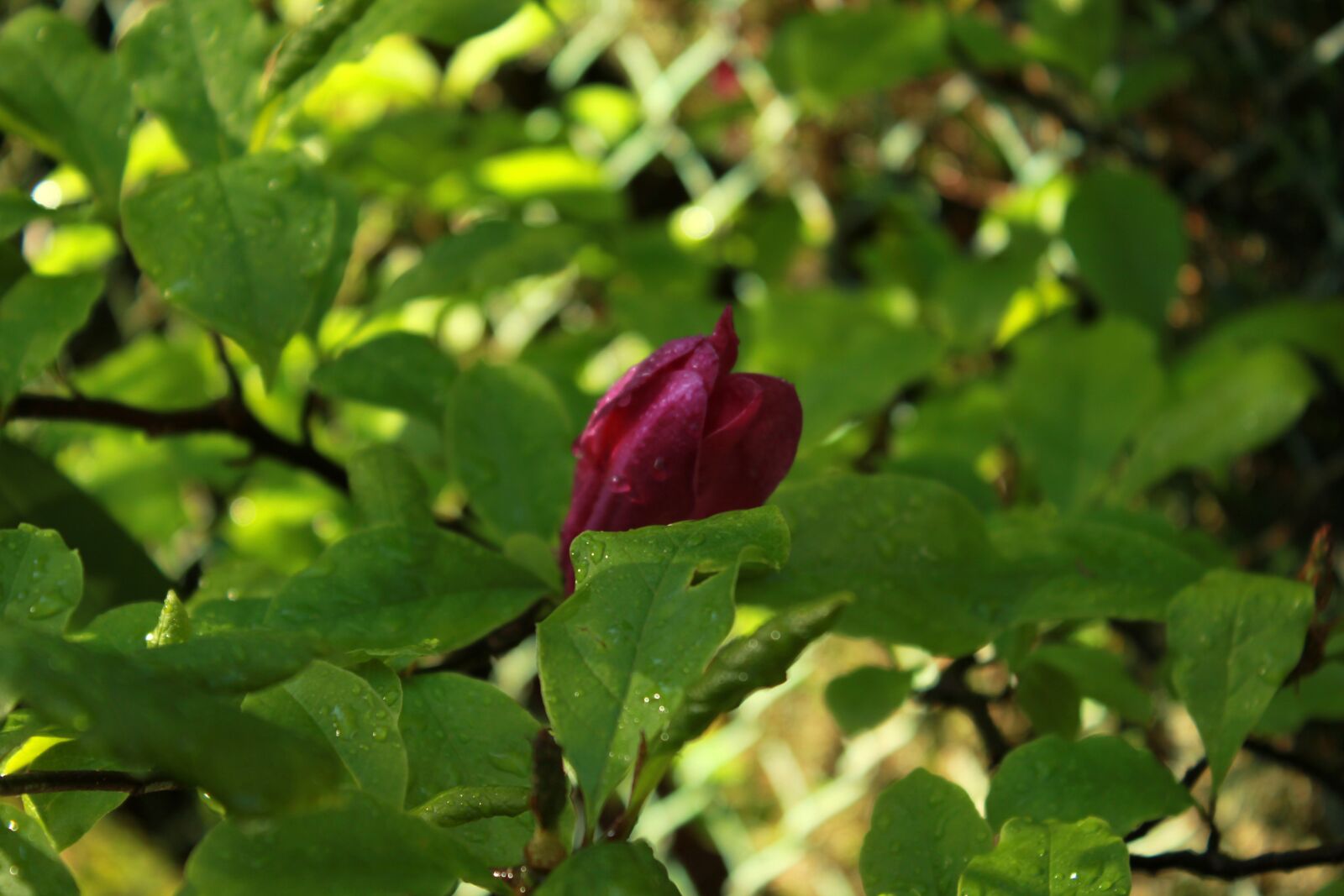 Canon EOS 550D (EOS Rebel T2i / EOS Kiss X4) sample photo. Natura, flowers, garden photography