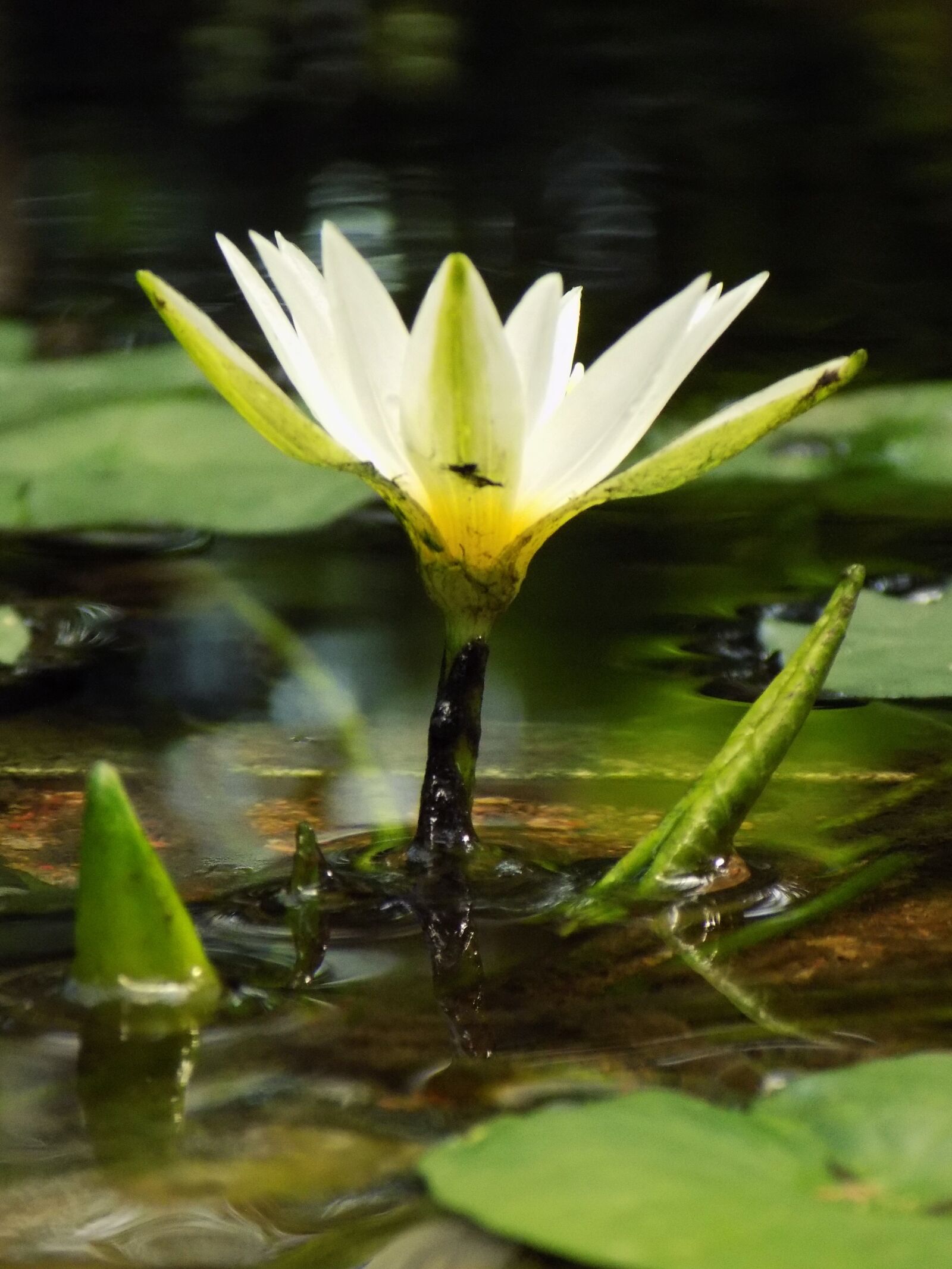 Nikon COOLPIX L330 sample photo. Lily, flowers, lotus photography