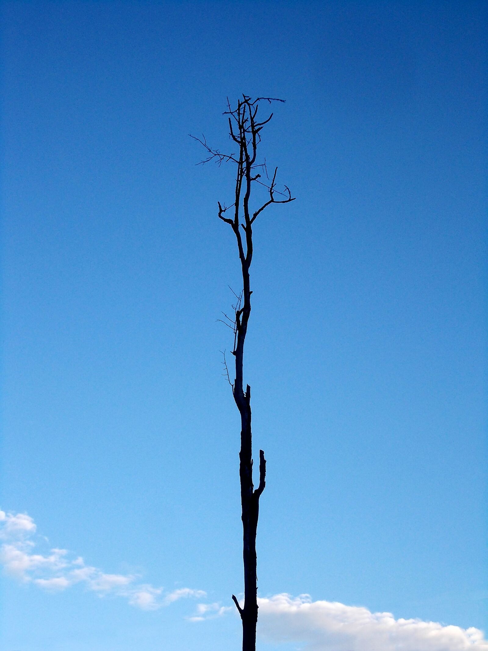 Nikon COOLPIX L23 sample photo. Tree, lonely, trunk photography