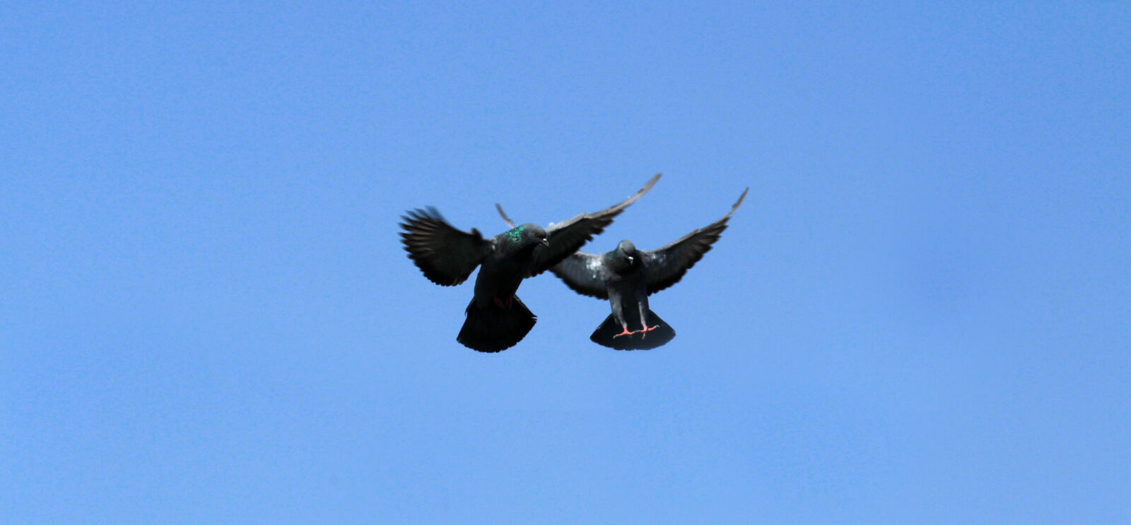 Canon EF-S 55-250mm F4-5.6 IS II sample photo. Blue, sky, flight, flying photography