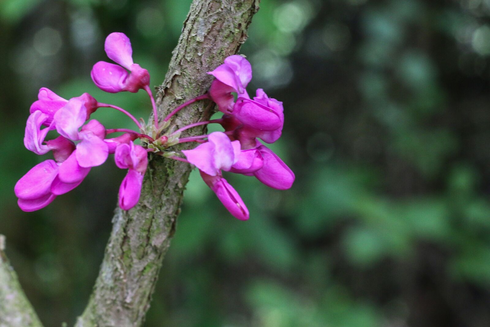 Canon EOS 70D + Canon EF 50mm F1.8 STM sample photo. Tree of judea, pink photography