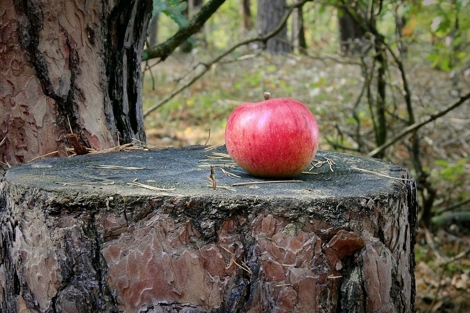 Nikon Coolpix P900 sample photo. Tree, trunk, apple photography