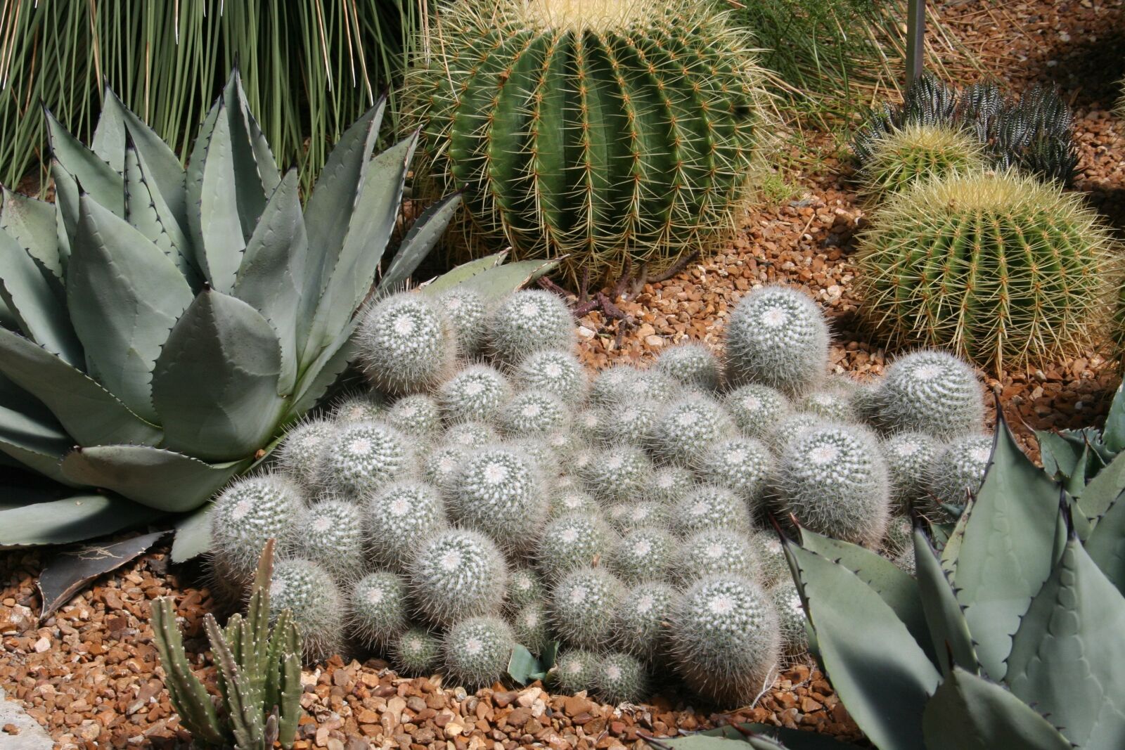 Canon EOS 350D (EOS Digital Rebel XT / EOS Kiss Digital N) sample photo. Cactus, succulent, desert photography