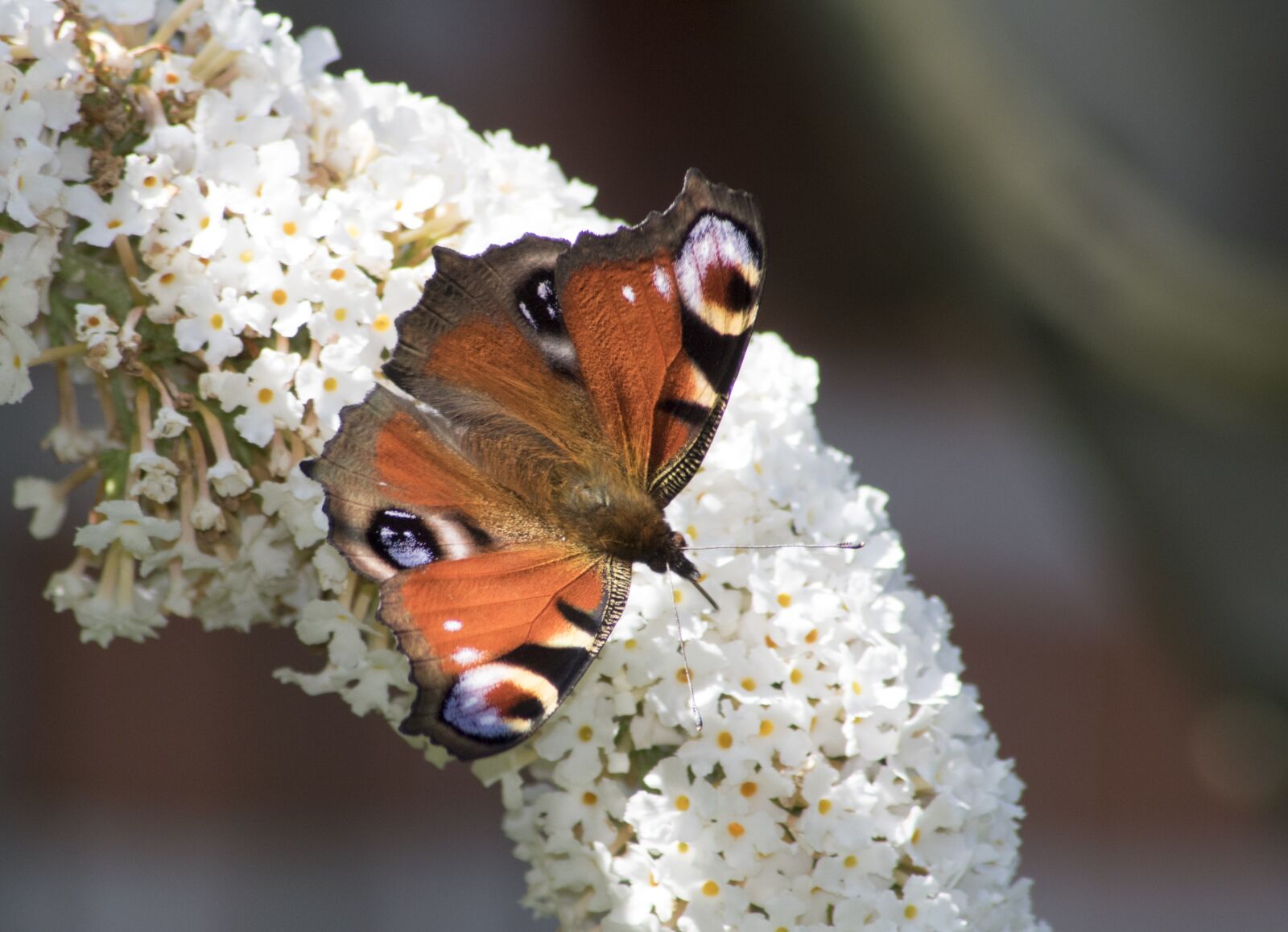 Canon EOS 750D (EOS Rebel T6i / EOS Kiss X8i) sample photo. Butterfly, peacock butterfly, insect photography
