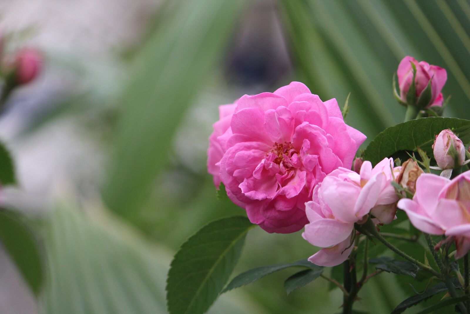 Canon EOS 1200D (EOS Rebel T5 / EOS Kiss X70 / EOS Hi) sample photo. Pink, flowers, nature photography