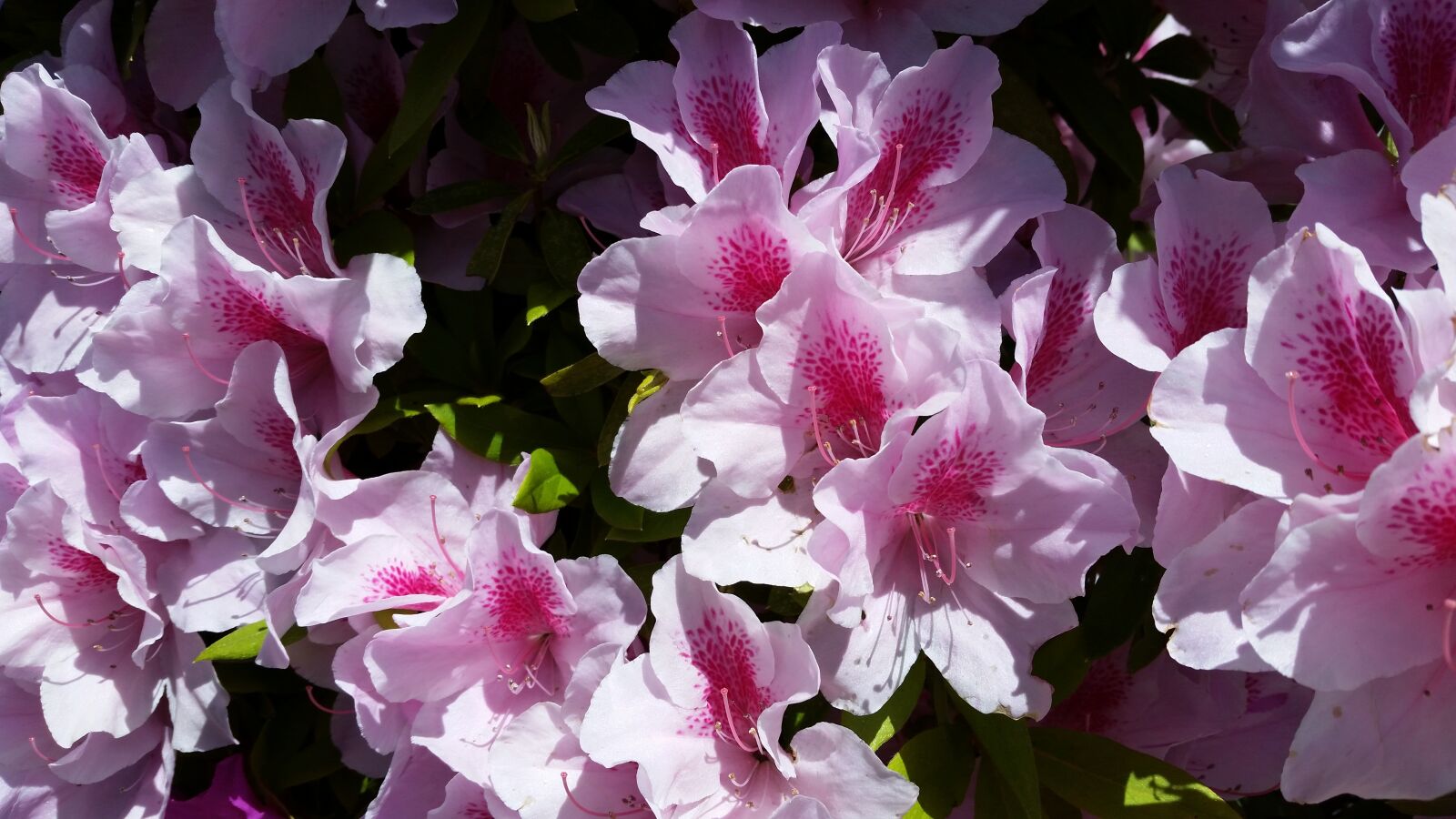 Samsung Galaxy S5 sample photo. Azalea, pink, flowers photography