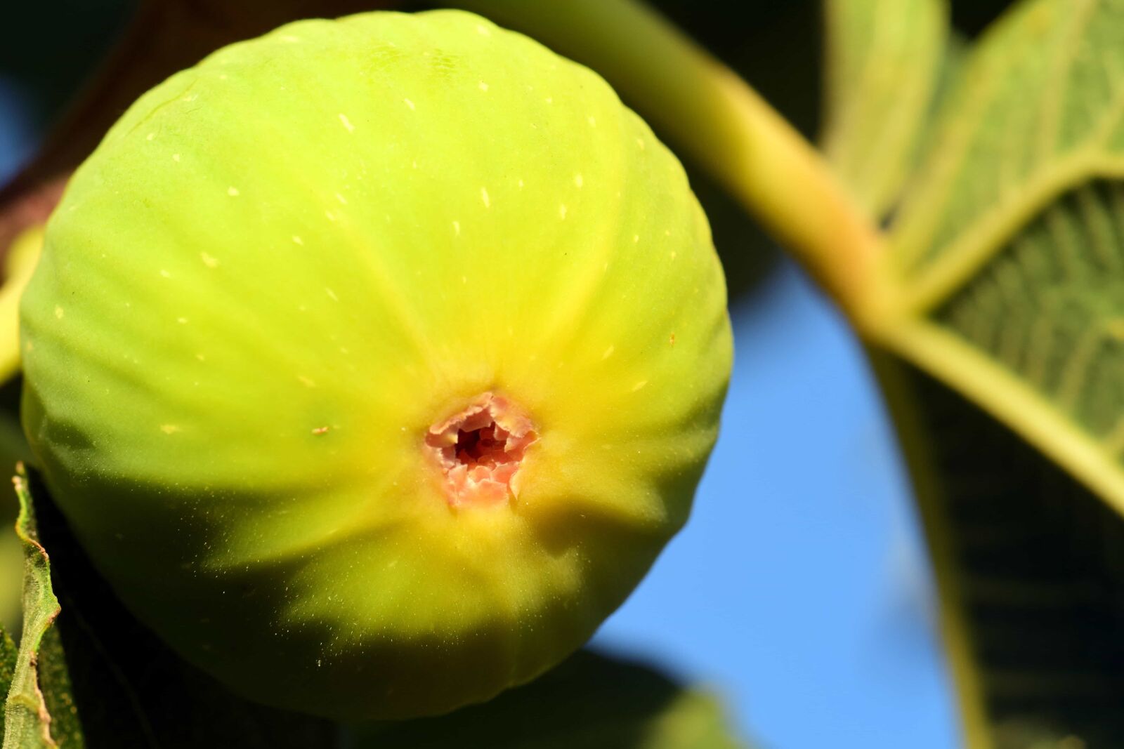Nikon D3300 sample photo. Flora, leaf, nature, fig photography