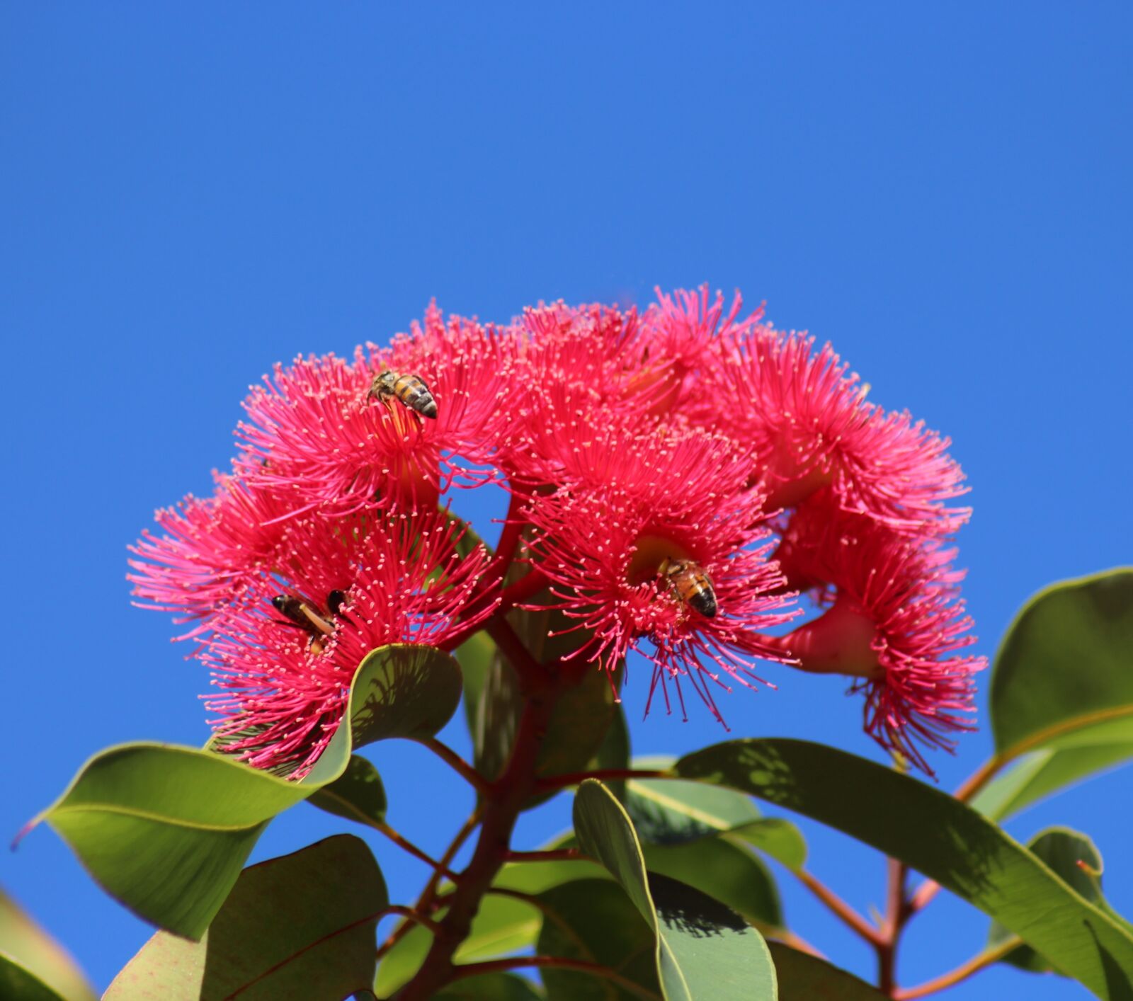 Canon EOS 700D (EOS Rebel T5i / EOS Kiss X7i) sample photo. Pollination, honeybees, eucalyptus photography