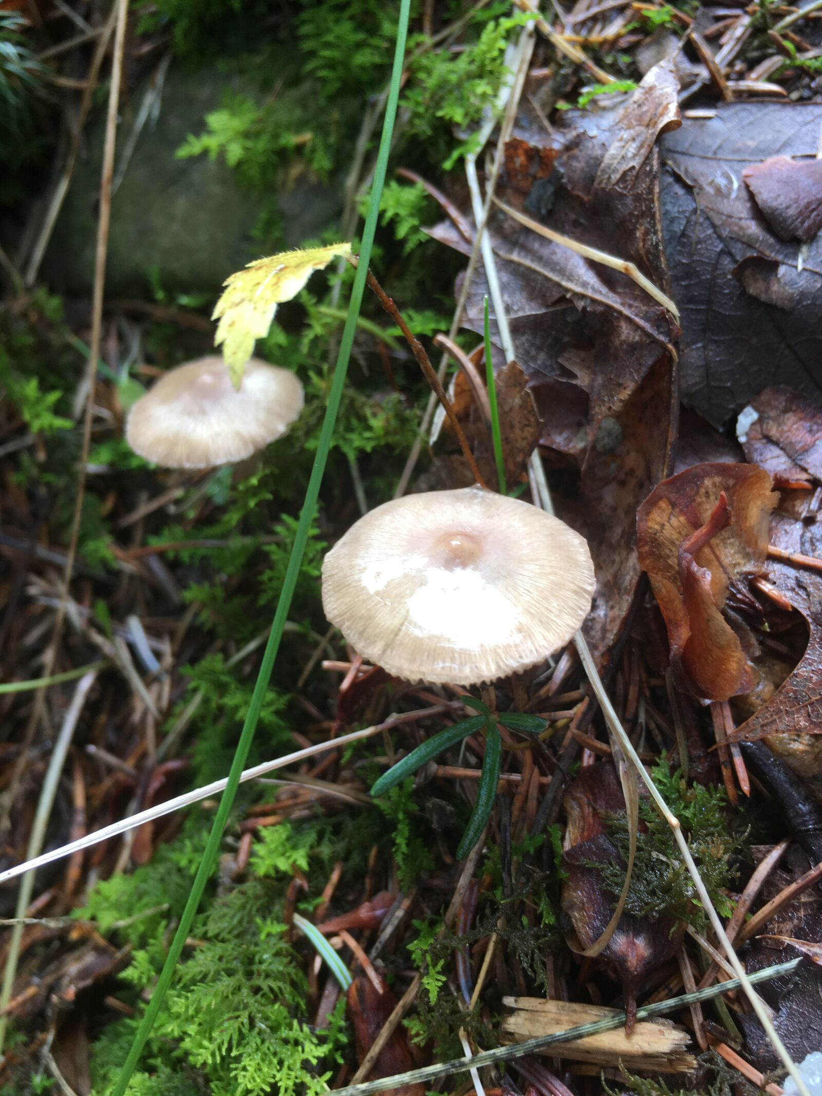 iPhone SE back camera 4.15mm f/2.2 sample photo. Mushrooms, nature, forest photography