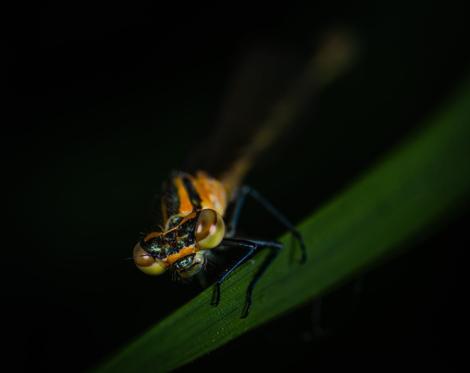 Sony a7R II sample photo. Macro, dragonfly, facet photography
