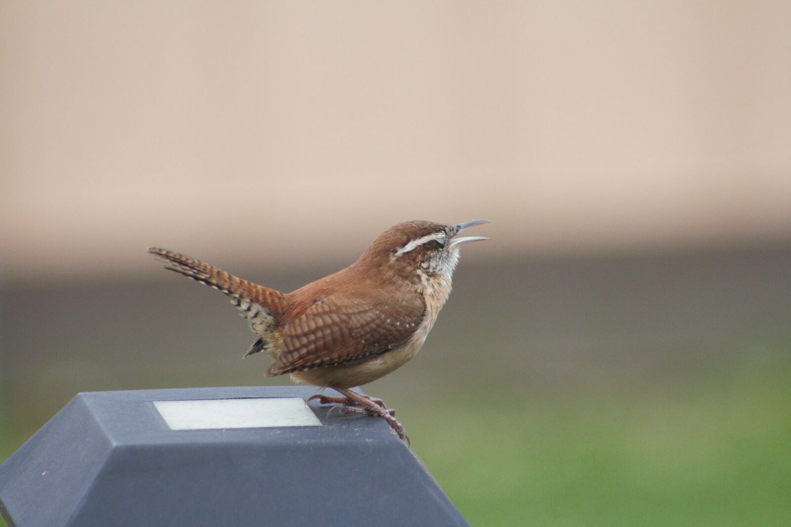 Canon EOS 550D (EOS Rebel T2i / EOS Kiss X4) sample photo. Nature, wildlife, bird photography