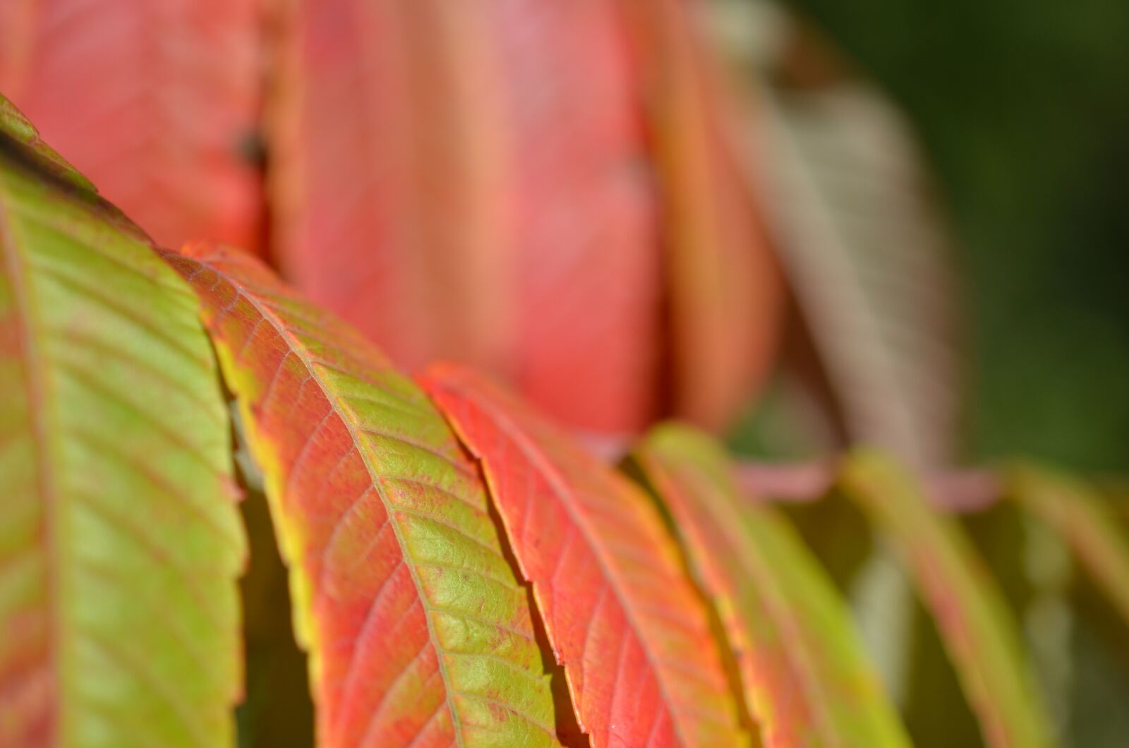 Nikon D7000 sample photo. Autumn, foliage, forest photography