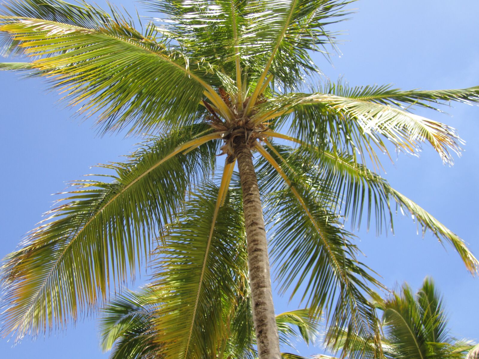 Canon PowerShot SD1400 IS (IXUS 130 / IXY 400F) sample photo. Palm tree, blue, beach photography