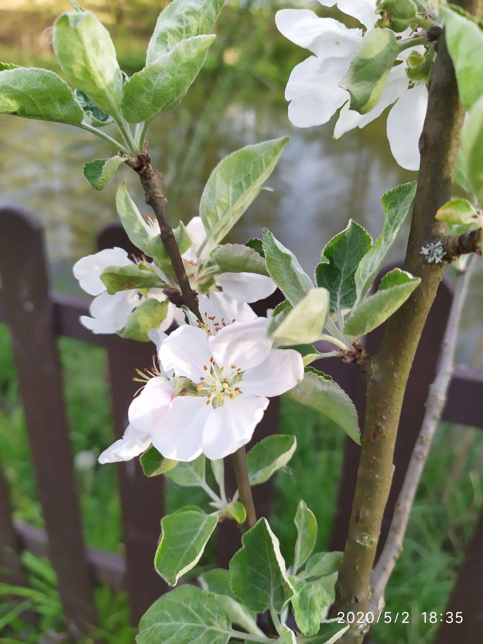 Xiaomi Redmi Note 7 sample photo. Kwiat, jablon, wiosna photography