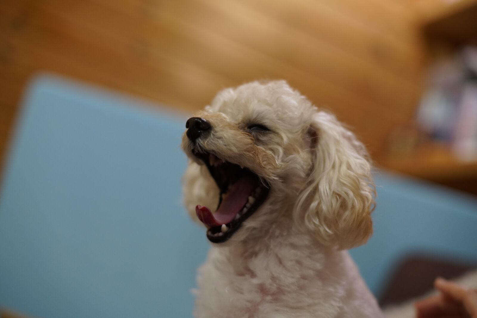 Sony a99 II sample photo. Dog, toy poodle, yawn photography