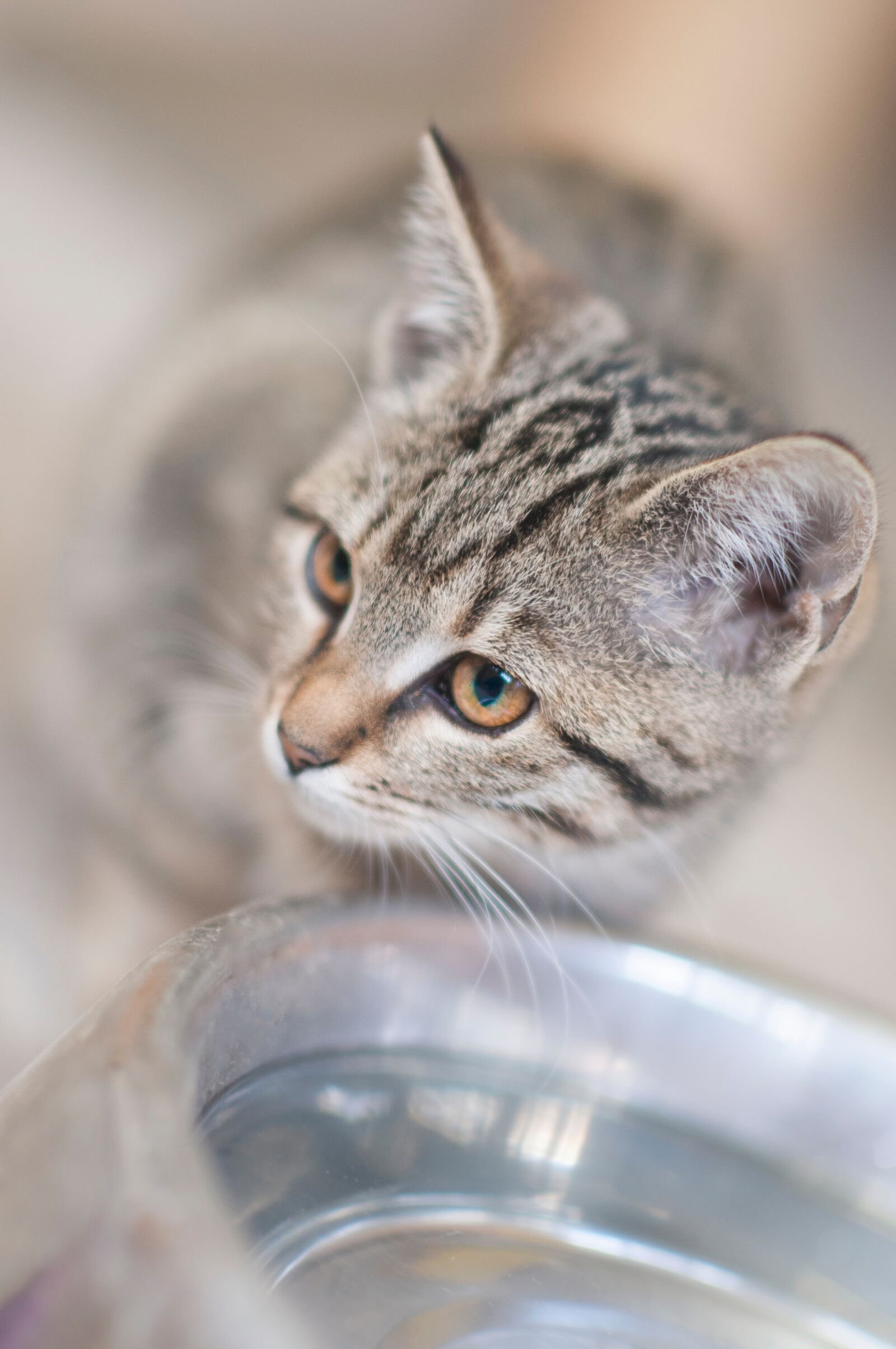 Nikon D300 sample photo. Cat, kitten, kitty photography