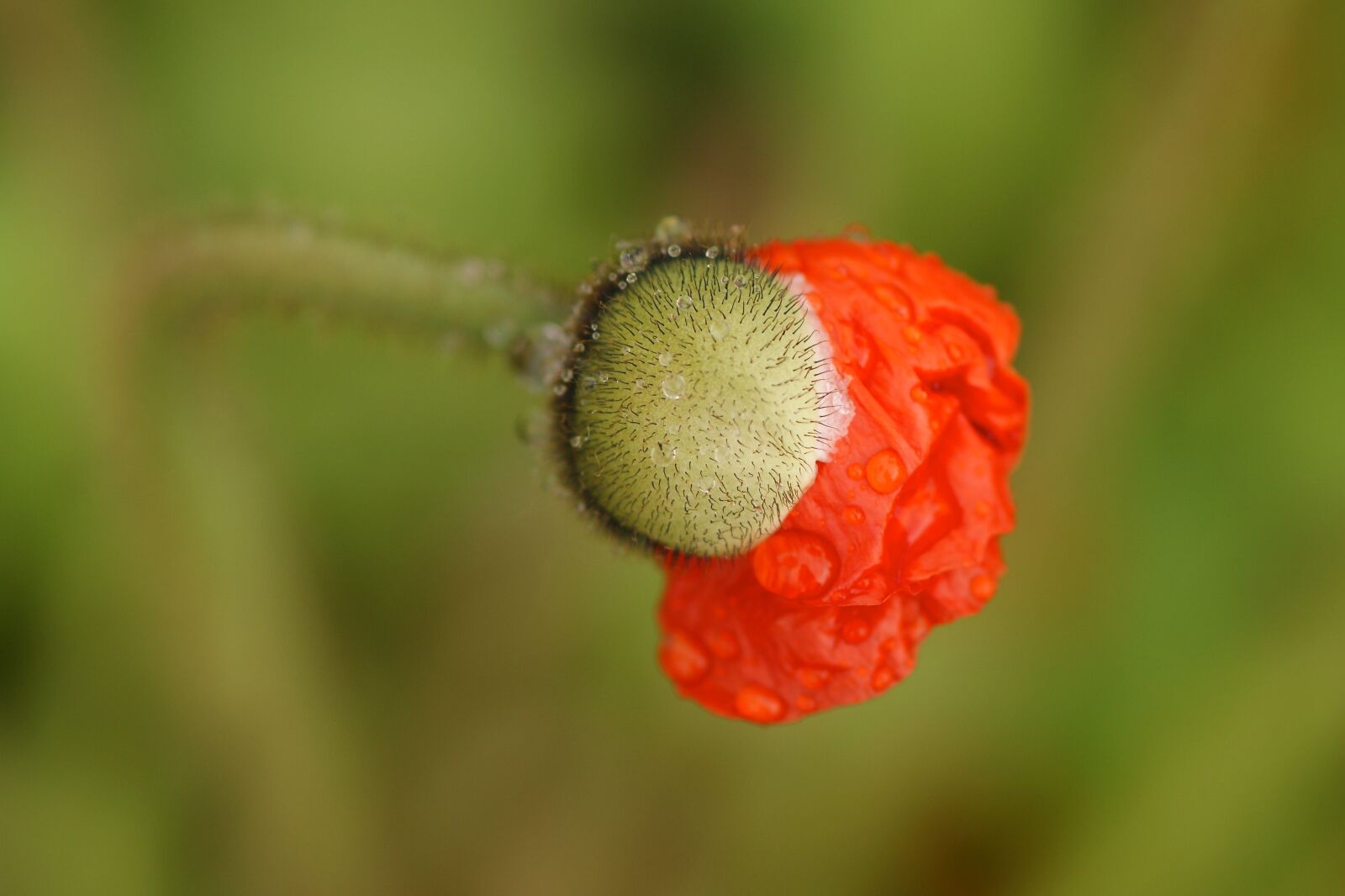 Sony Alpha DSLR-A350 sample photo. Poppy flower, blossom, poppy photography