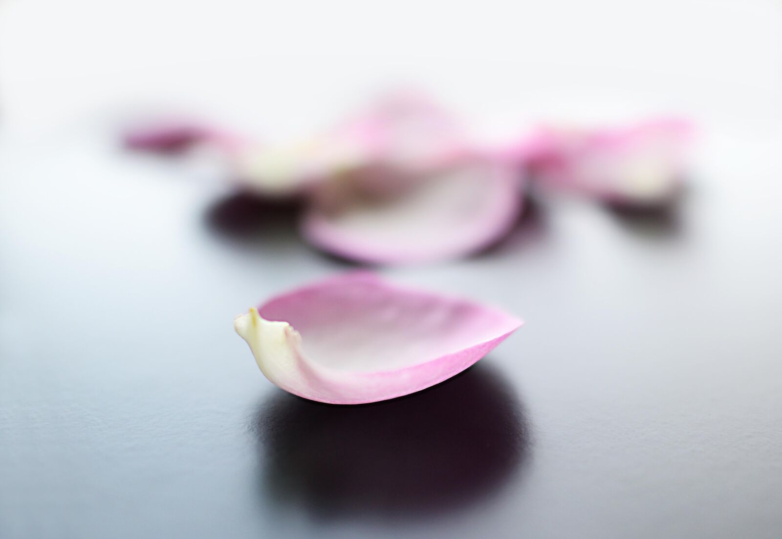 Nikon D800E sample photo. Roses, blossom, soft photography