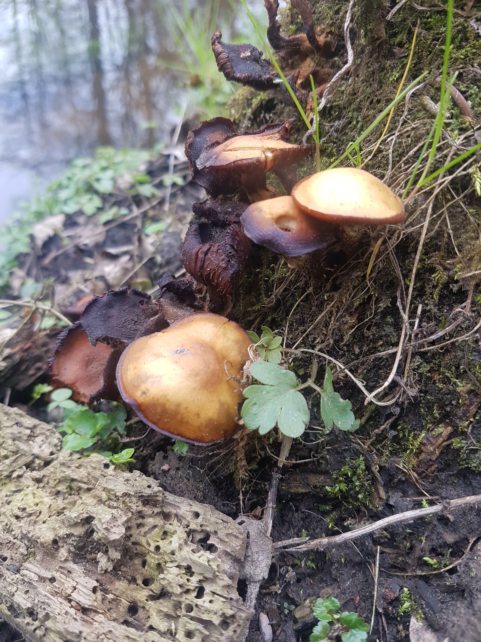 Samsung Galaxy S7 Edge sample photo. Forest, mushroom, nameko photography