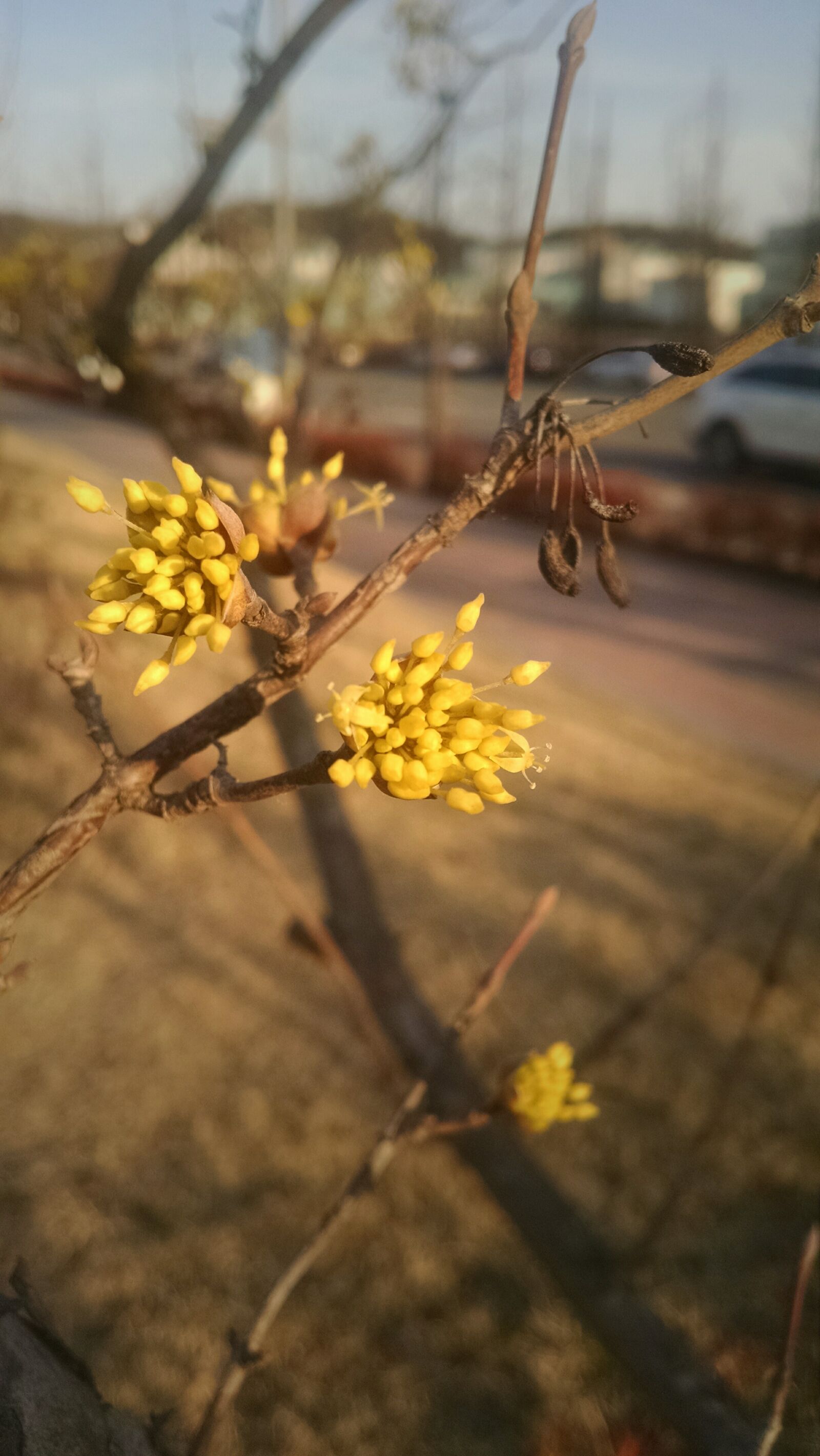 Motorola Moto X (1st Gen) sample photo. Bloom, blossom, flower, nature photography