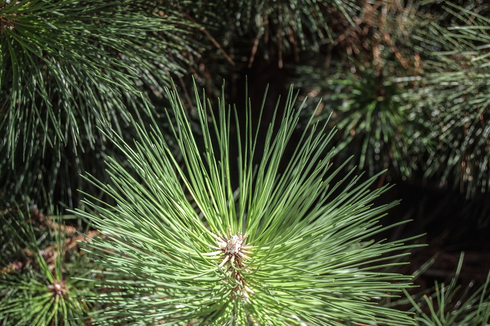 Nikon D40 sample photo. Pine, fir, leaf, tree photography