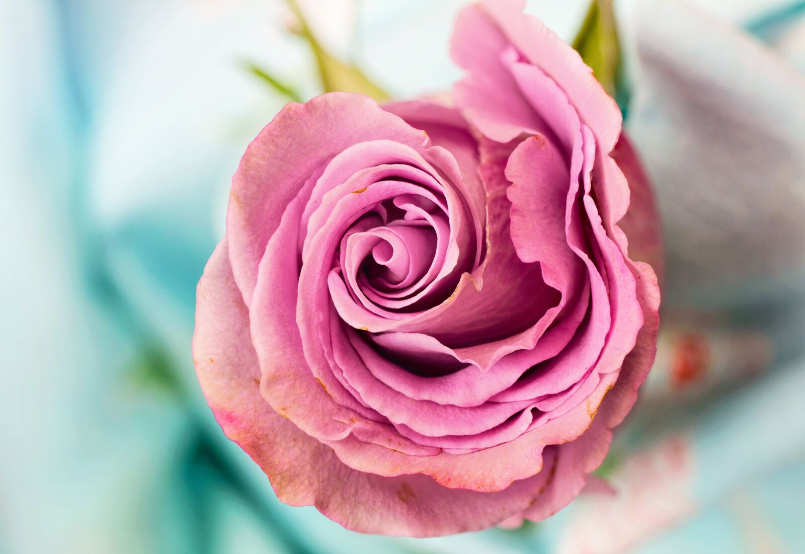 Canon EOS 5D Mark III sample photo. Rose, flower, petal photography