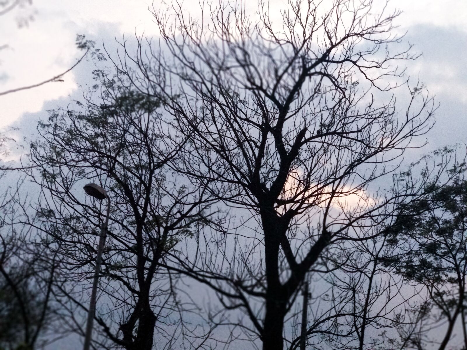 Xiaomi Mi A1 sample photo. Tree, evening, backyarad photography