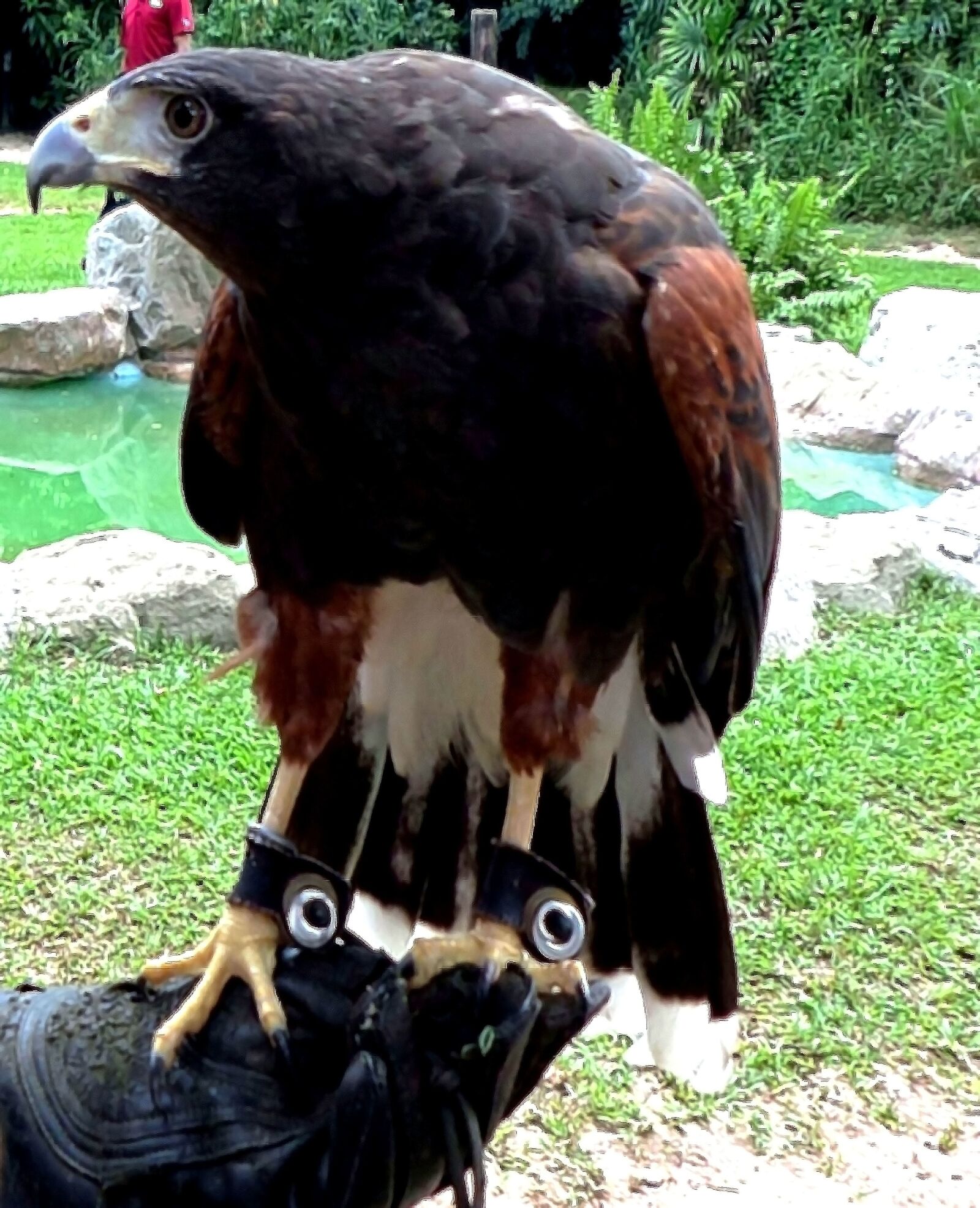 Samsung WB30F/WB31F/WB32F sample photo. Eagle, color, feathers photography