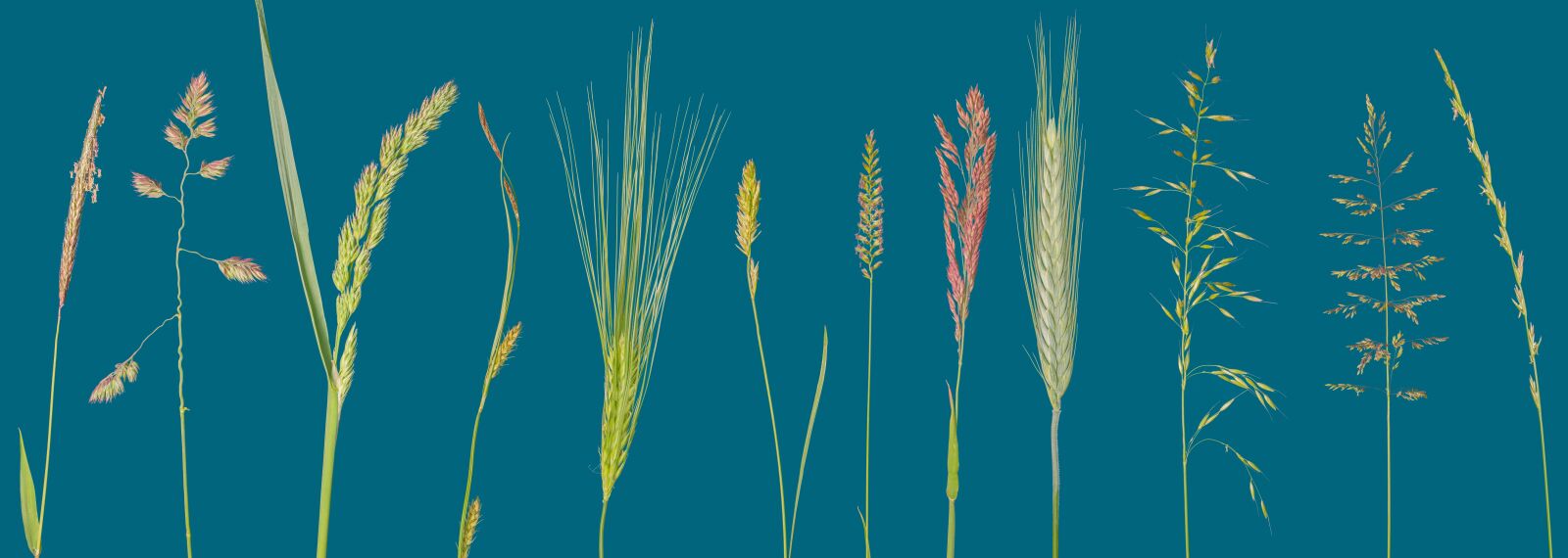 Tamron SP AF 60mm F2 Di II LD IF Macro sample photo. Grass, grasses, blade of photography