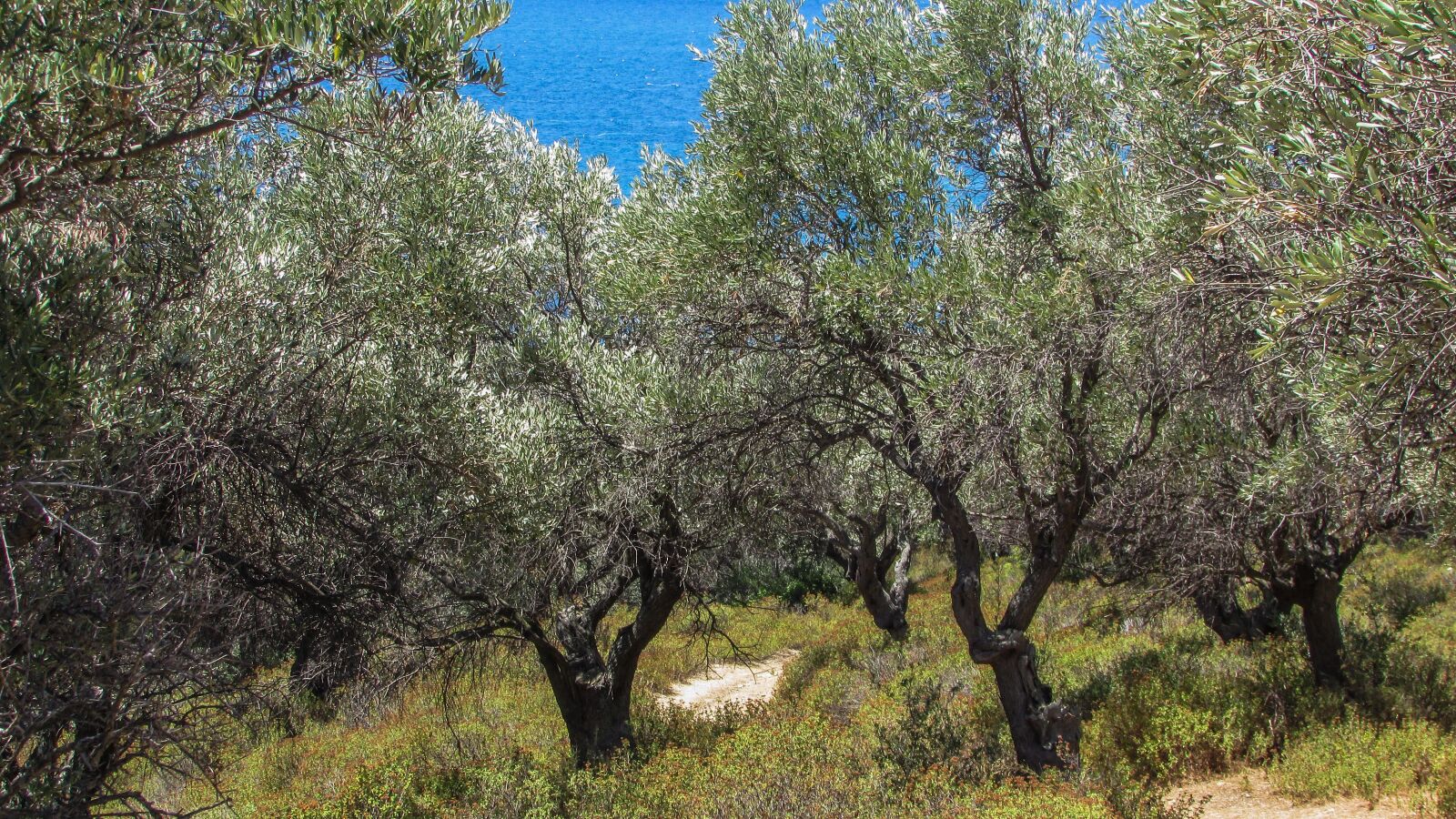 Canon PowerShot SX400 IS sample photo. Olive trees, countryside, rural photography