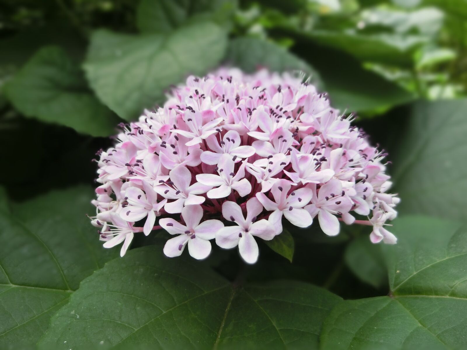 CASIO EX-ZR1200 sample photo. Hydrangea, pink, beautiful port photography