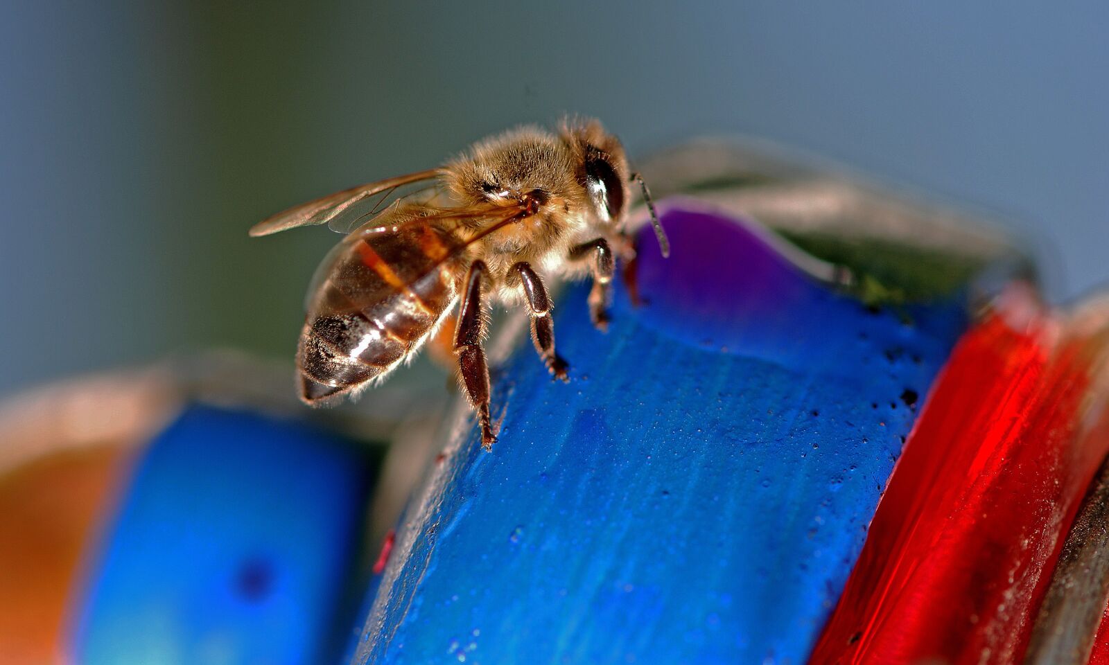 Nikon D80 sample photo. Honey bee, african bee photography