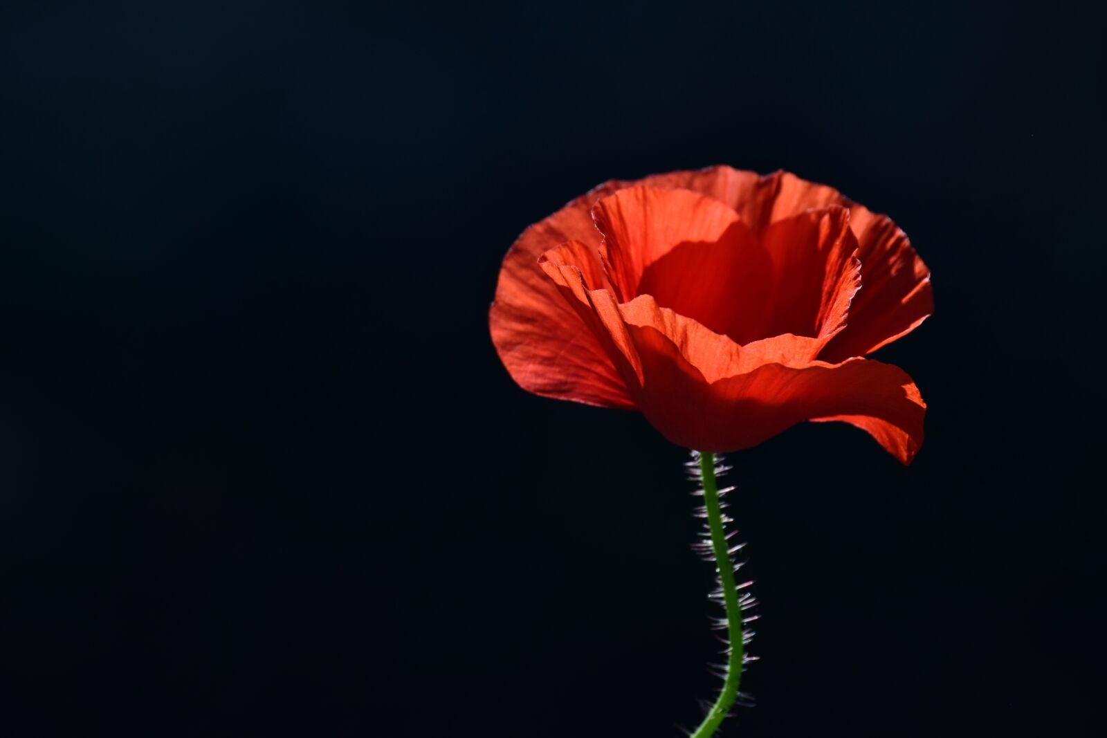 Nikon D3300 sample photo. Poppy, blossom, bloom photography