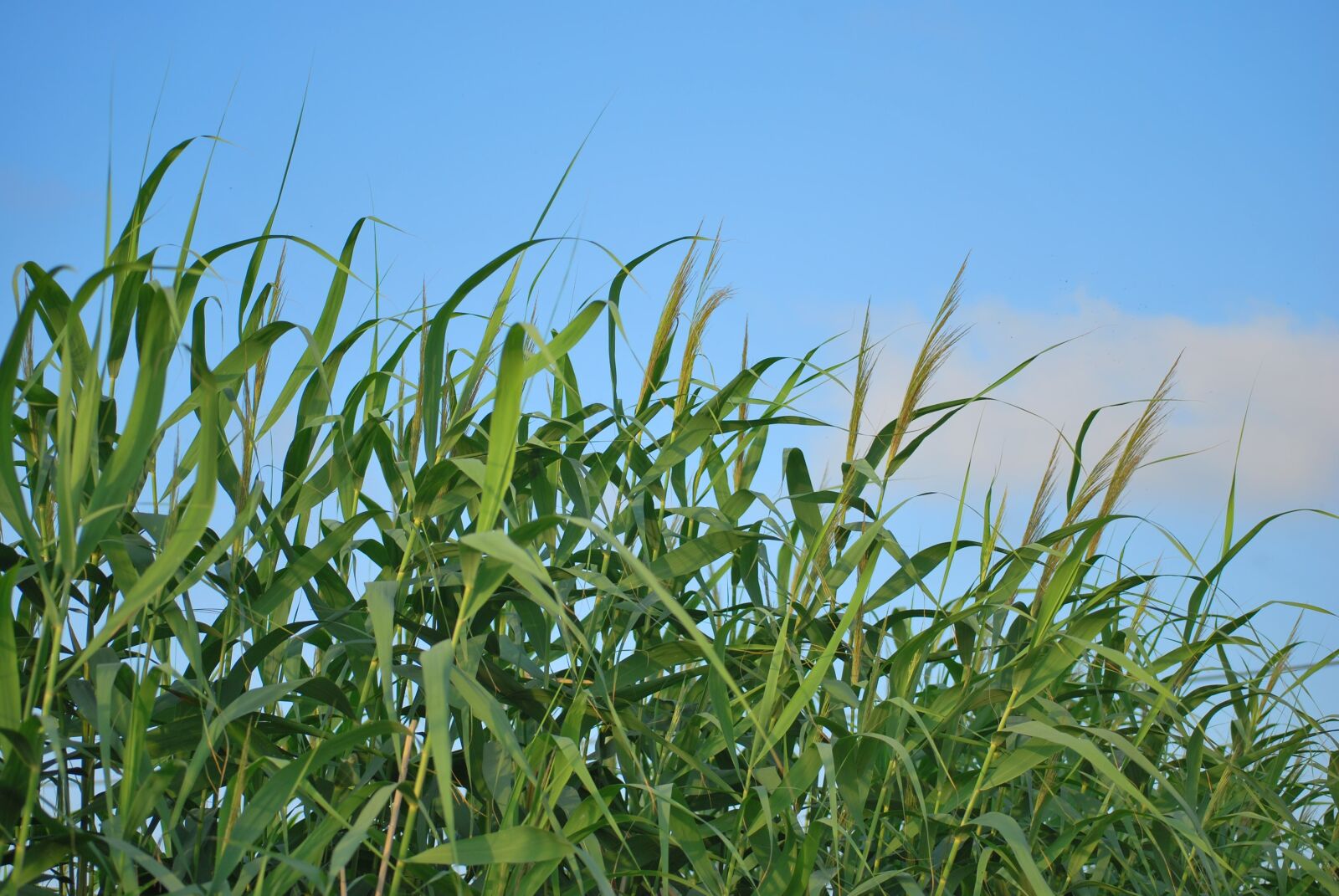 Nikon D60 sample photo. Cañas, sky, nature photography
